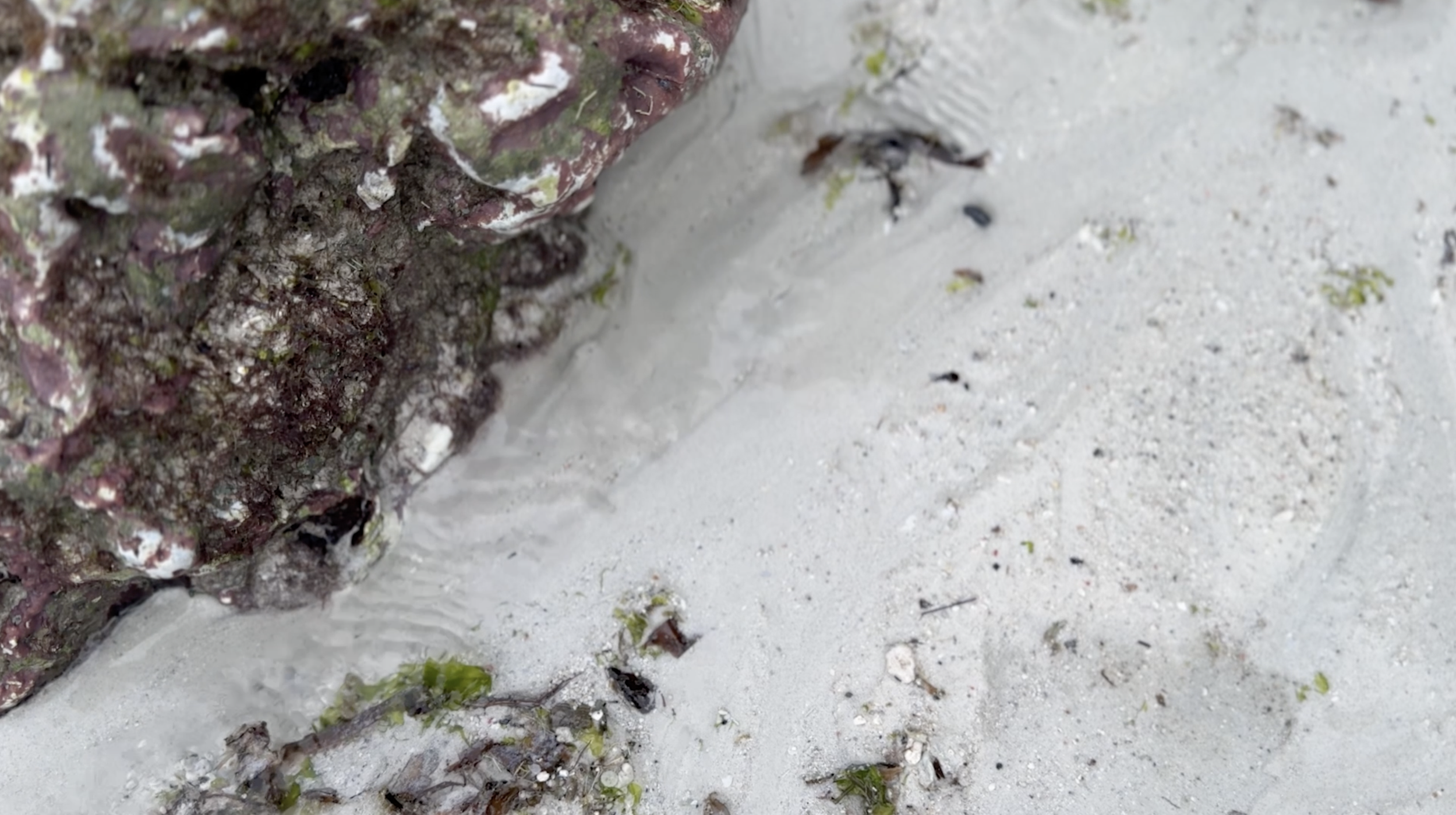 Screenshot 2026-02-26 at 11.26.13 AM.png