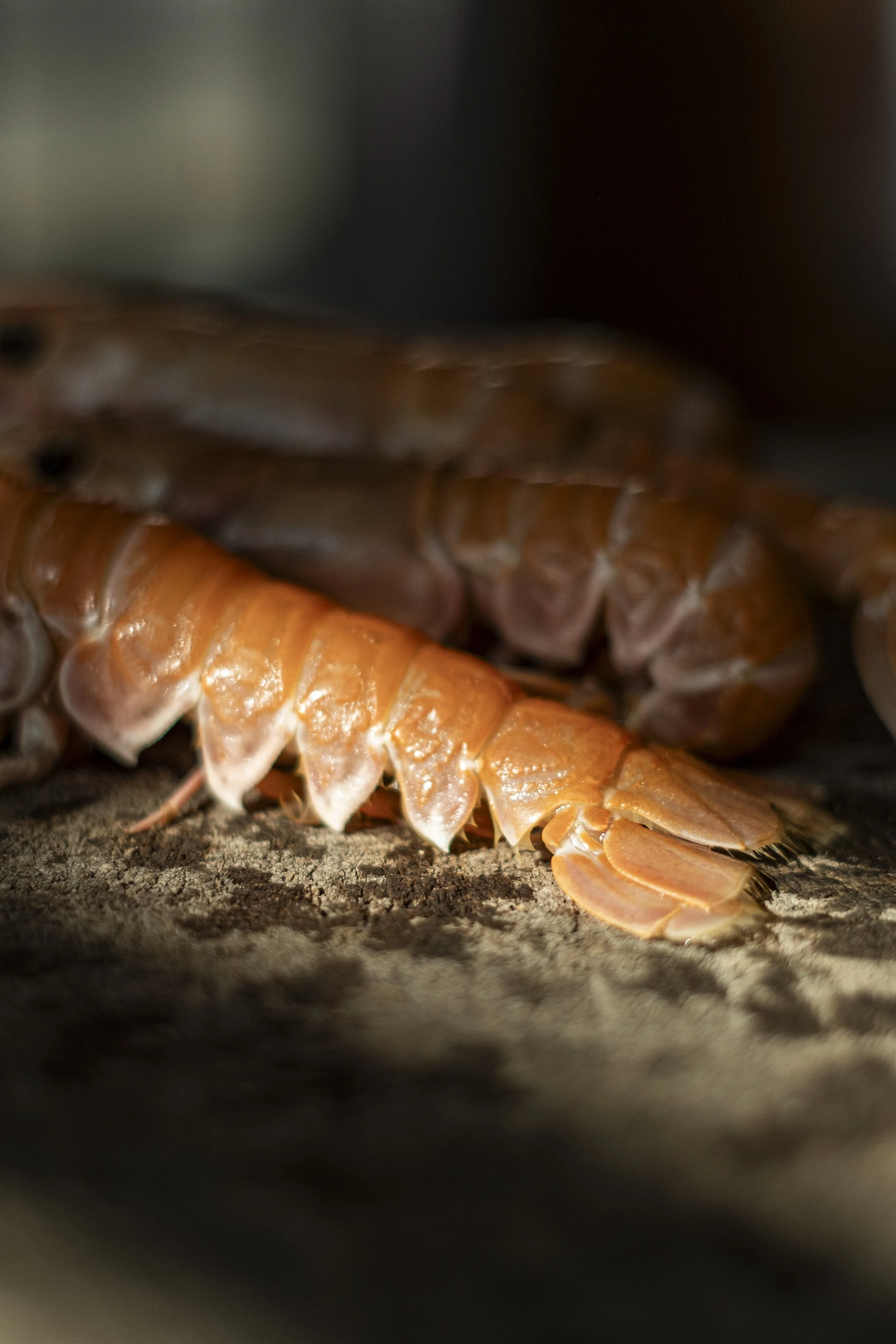 detail foto van langoustine gerecht bij restaurant marquize westende