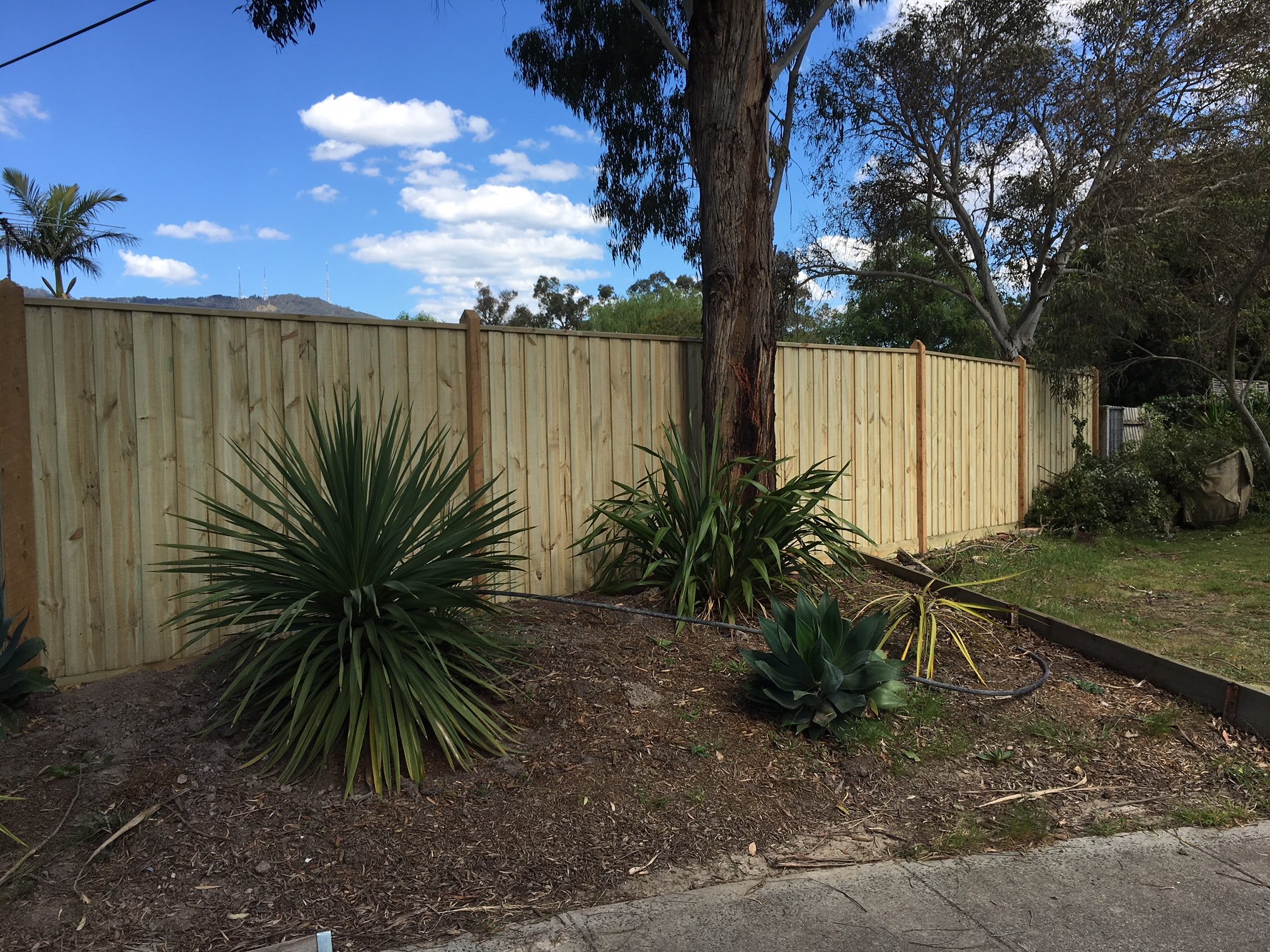 A backyard with a new wooden fence, several bushes including a yucca plant, and a large tree in the yard. There is a partly cloudy blue sky overhead.