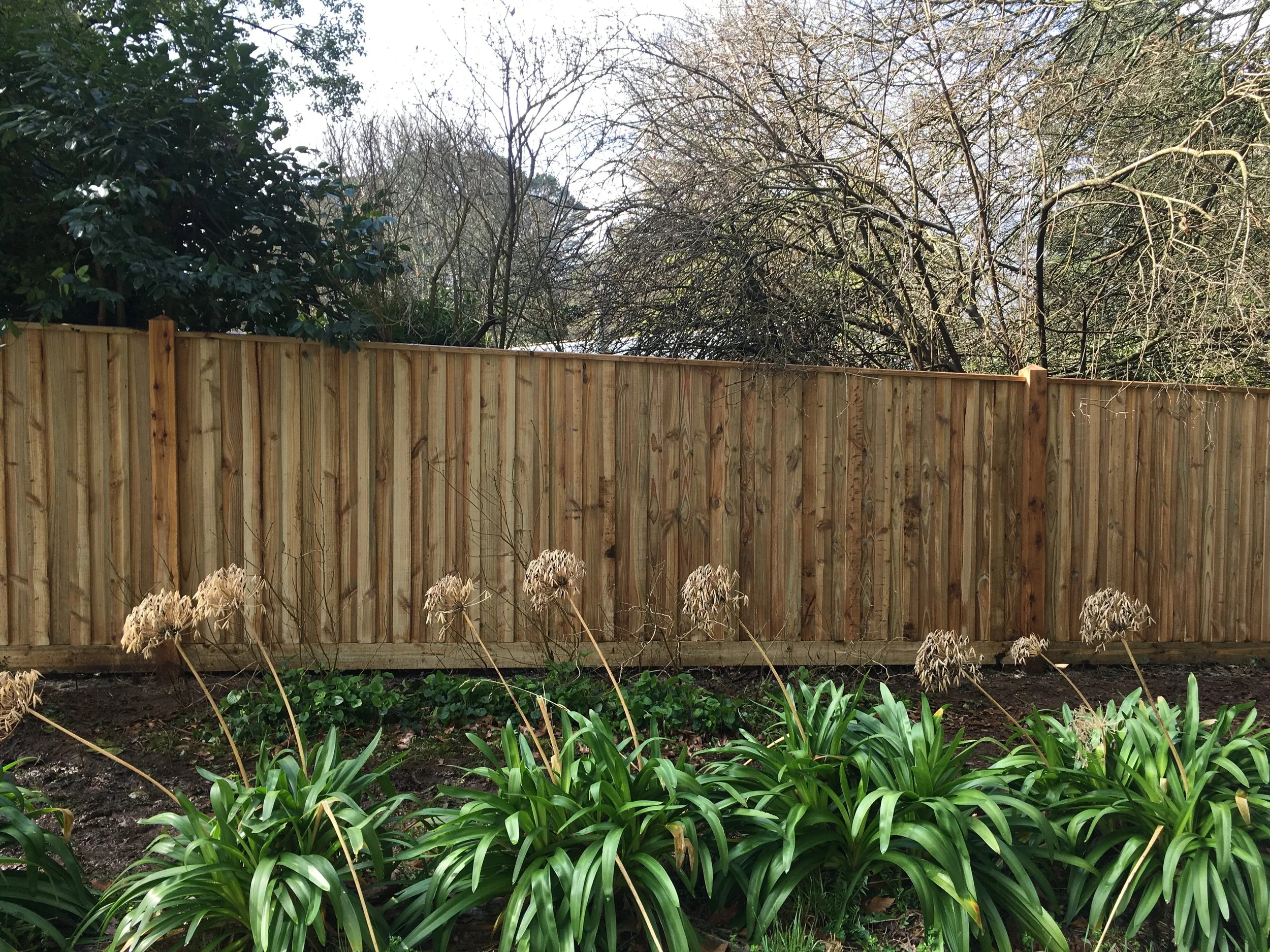 A wooden privacy fence in a backyard with green plants and dried flowers in the foreground, and trees in the background.