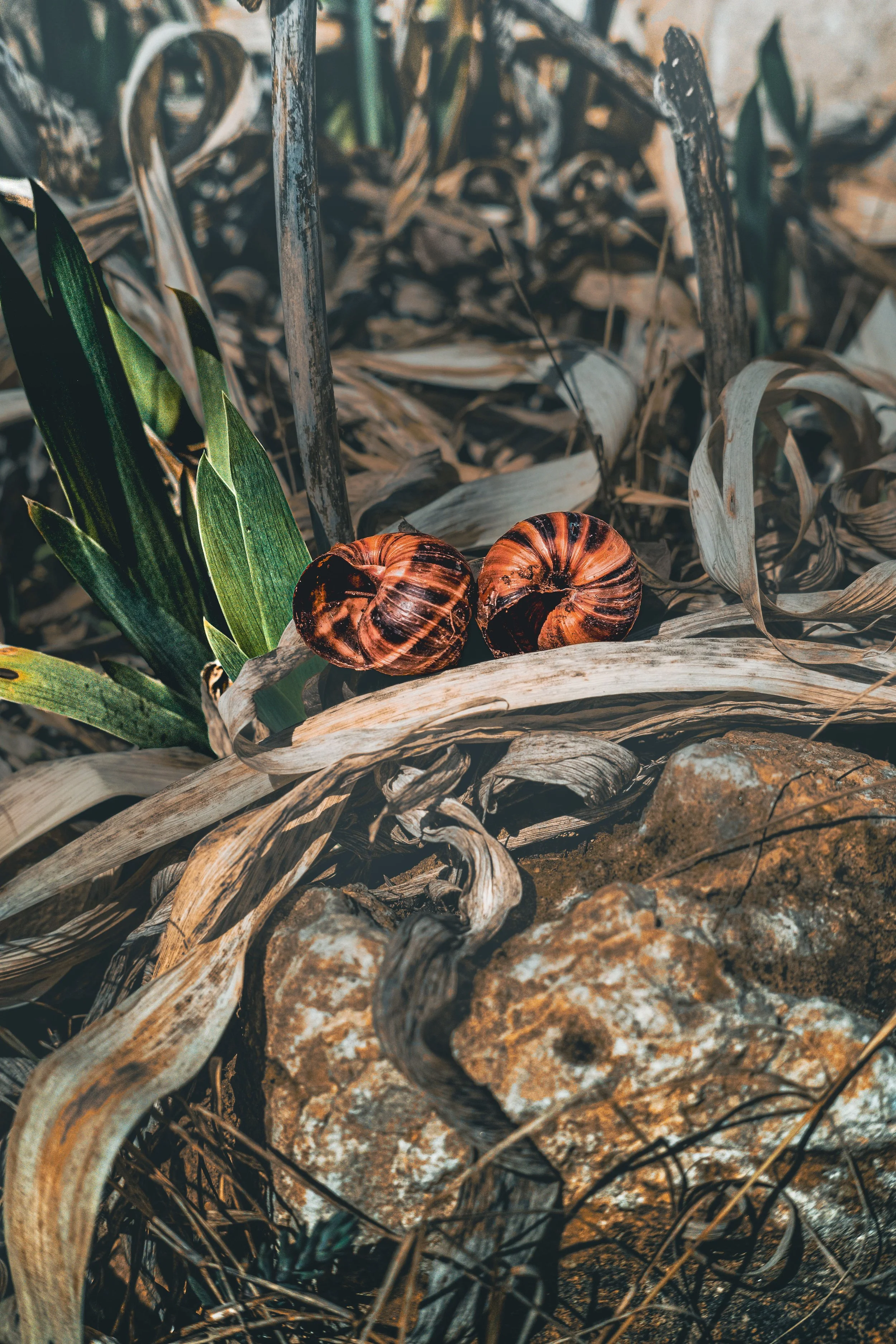 _DSF2991-1 copie 2.jpg