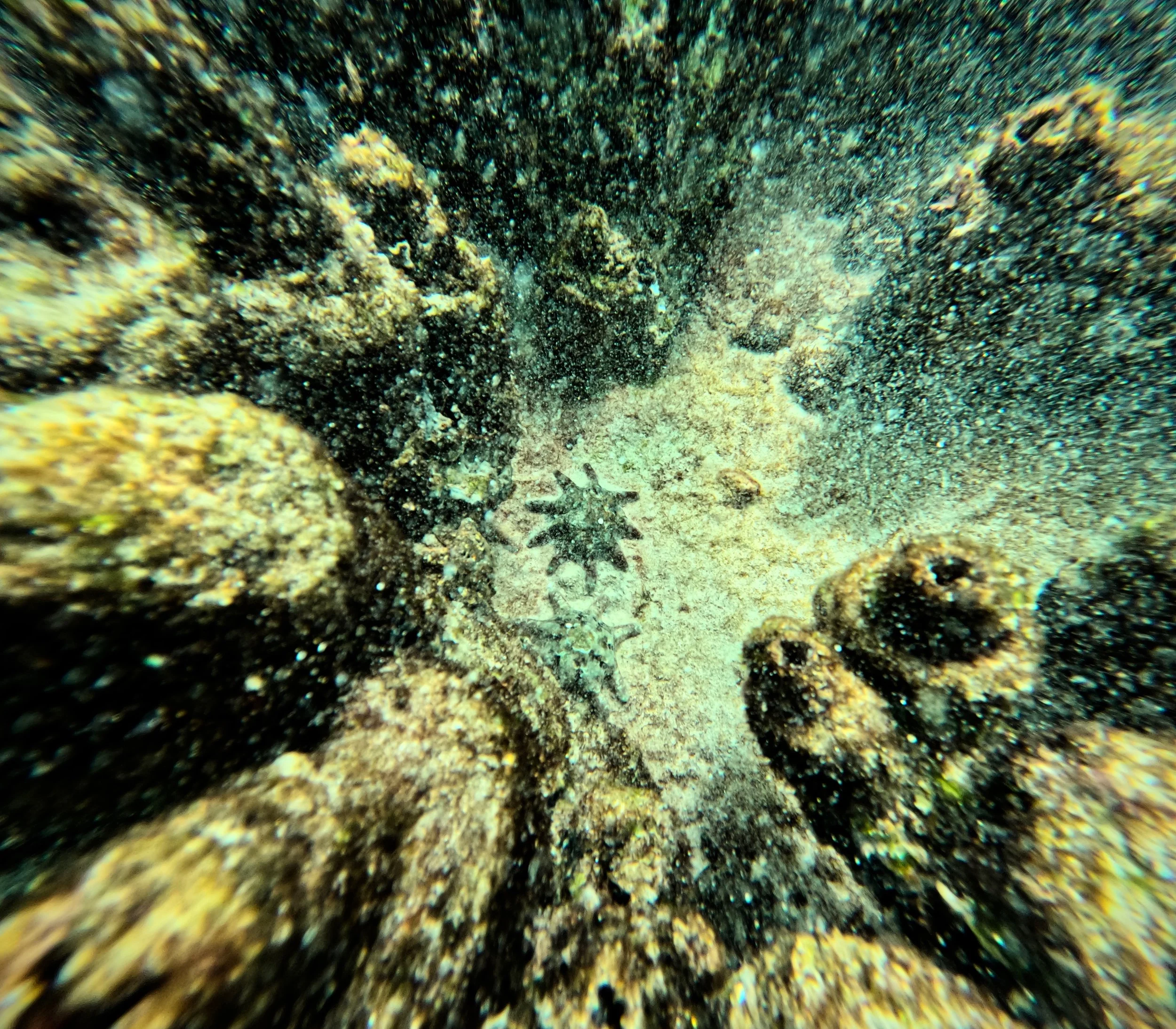 Image of a starfish on the ocean floor surrounded by coral reef.