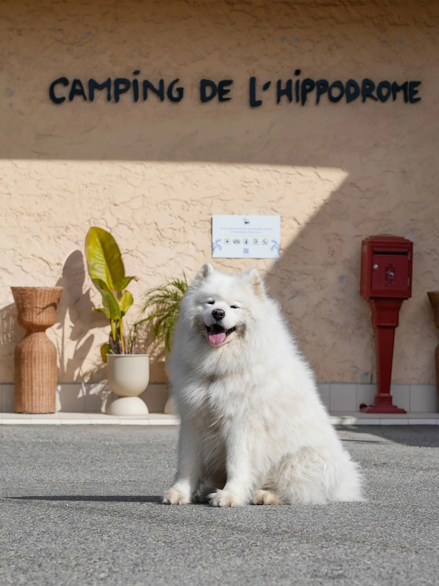 🇫🇷 Souriez&hellip; Notre camping est dog friendly! 🐾

&mdash;

🇬🇧 Smile&hellip; Our campsite is dog-friendly! 🐾

&mdash;

📸 @ruben_production

&mdash; 

#HeartofAzur #CampingHippodrome #DogFriendlyTravel