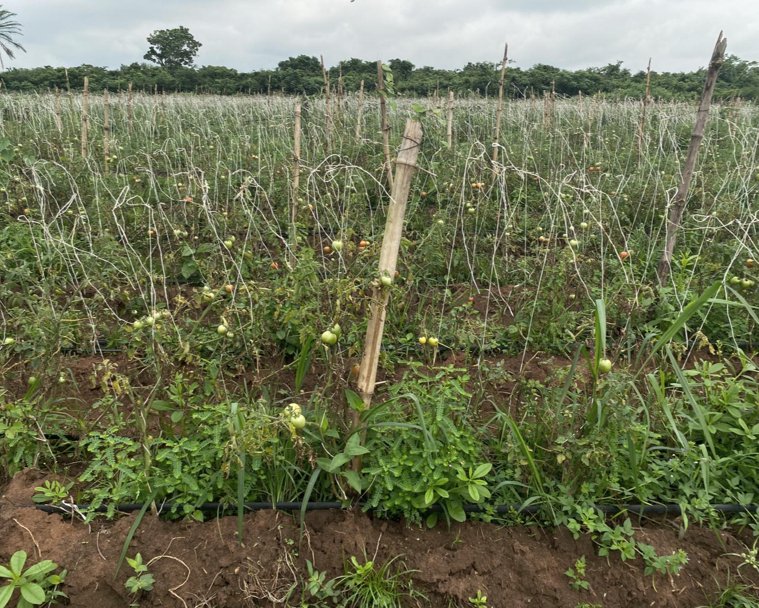 Row of tomato plants supported by stakes, in a farm field in Ogun State, Nigeria.