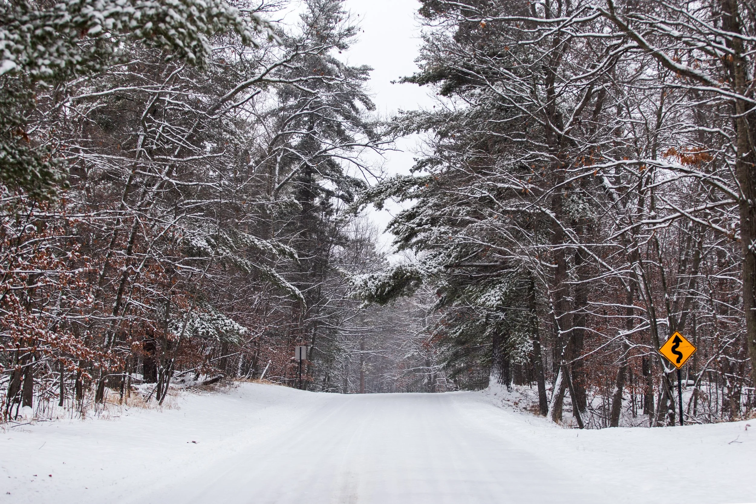 Snow-covered forest road with trees on both sides, some with snow on their branches, and a winding road caution sign visible on the right side.