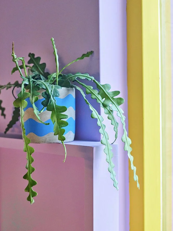 A potted plant with long, wavy green leaves on a pink and purple wall shelf by a yellow window.