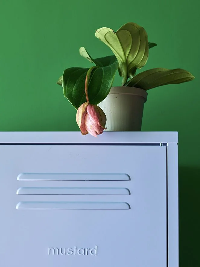A potted plant with large green leaves and a pink flower is placed on top of a white metal locker with the word 'mustard' embossed on it, against a green background.
