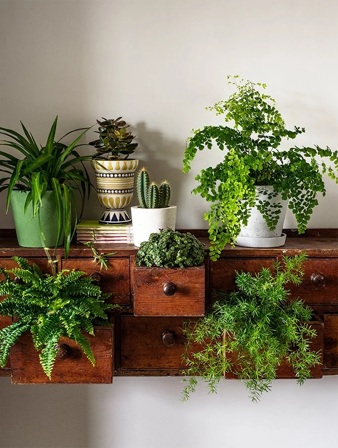 A wooden wall-mounted cabinet with multiple drawers, decorated with various potted green plants and cacti, against a plain wall.