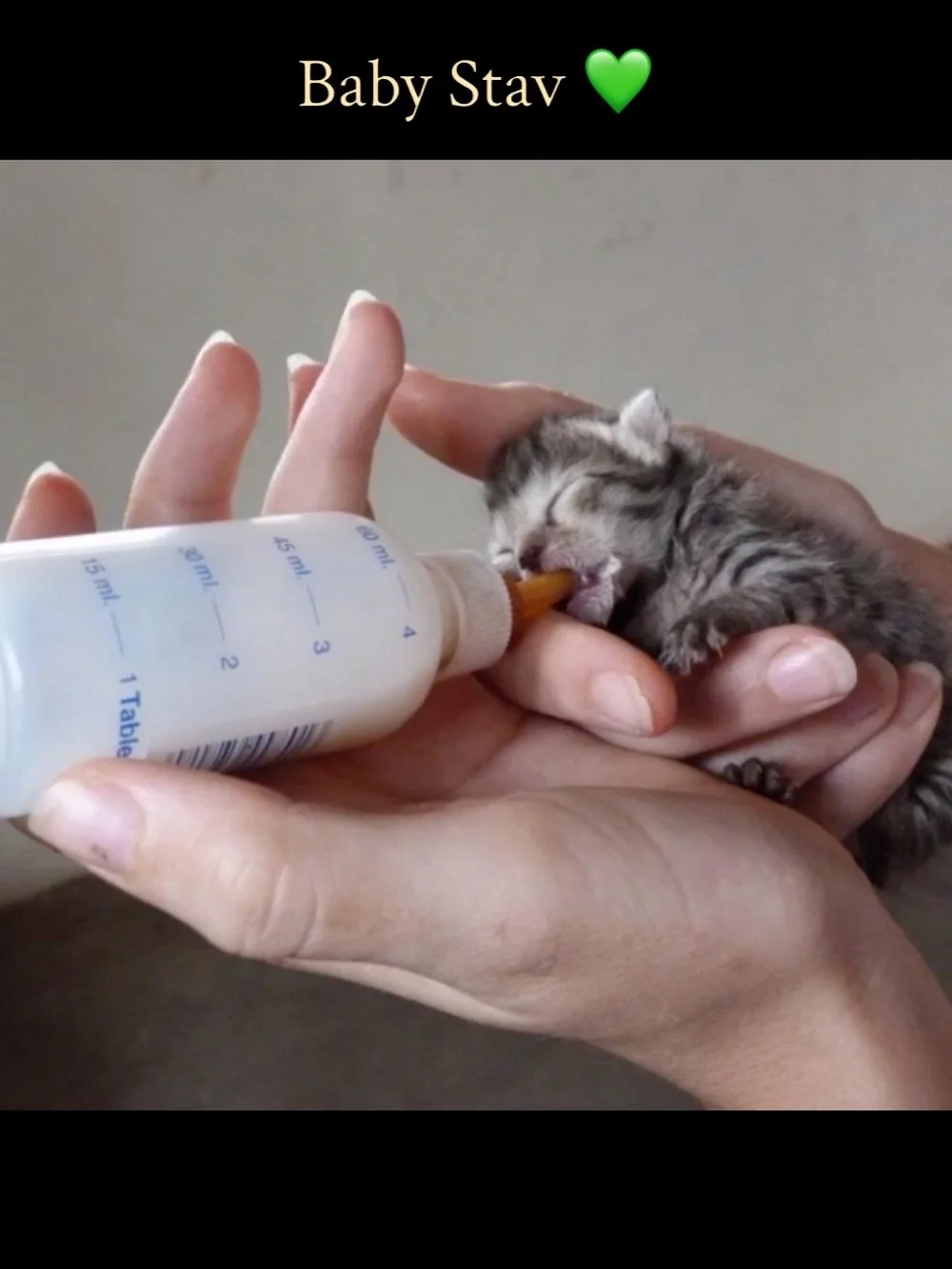 Stav&hellip;less than a week old in October 2011 fitting into the palm of my hand and filling my whole heart&hellip;one of five kittens and one of two to survive
.
#cataverse #nineskies #weeandstav