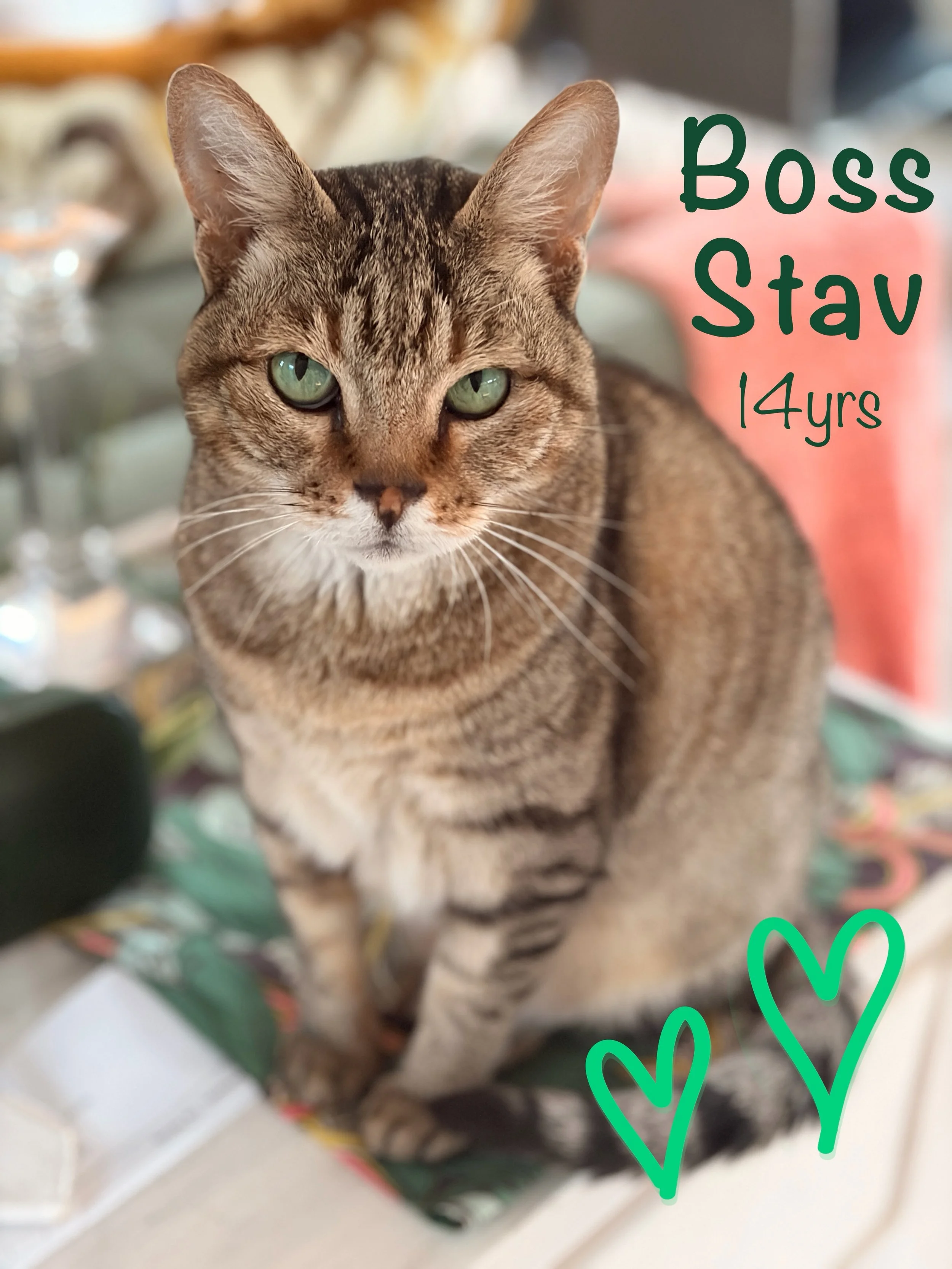 From being found at one week to now, over 14 years old. Full of sass and attitude, she acts like she&rsquo;s the alpha in the house&hellip;but really she&rsquo;s got a tender heart and loves large 
.
#cataverse #nineskies #weeandstav