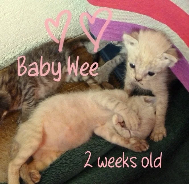 The smallest of five kittens found under the deck in an African safari lodge. Aptly named &lsquo;Wee&rsquo;. A little yoda head on a tiny fragile body. Now 14 yrs old 💜