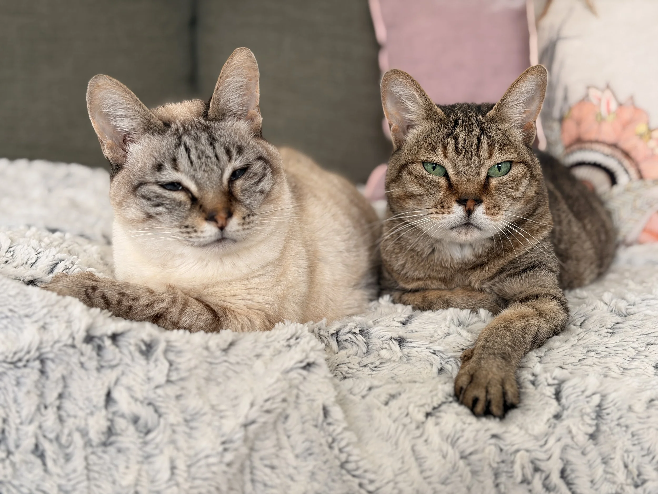 Two cats lying side by side on a soft, fluffy, light-colored rug. The cat on the left has a cream Siamese type coat with darker spots and blue eyes. The cat on the right has a golden brown wild cat tabby coat with emerald green eyes.