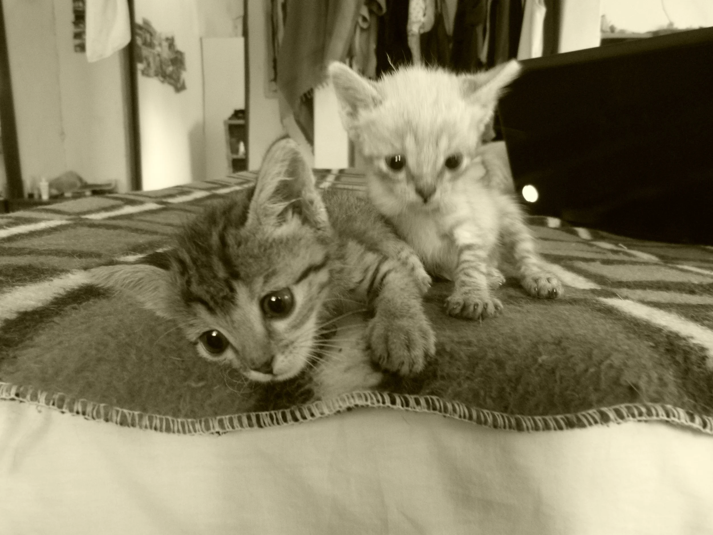 Two kittens lying on a blanket in a safari ledge in Zambia. One kitten is close to the camera, looking directly at it, with distinctive markings on its face. The other kitten is in the background, partially visible, also on the blanket.
