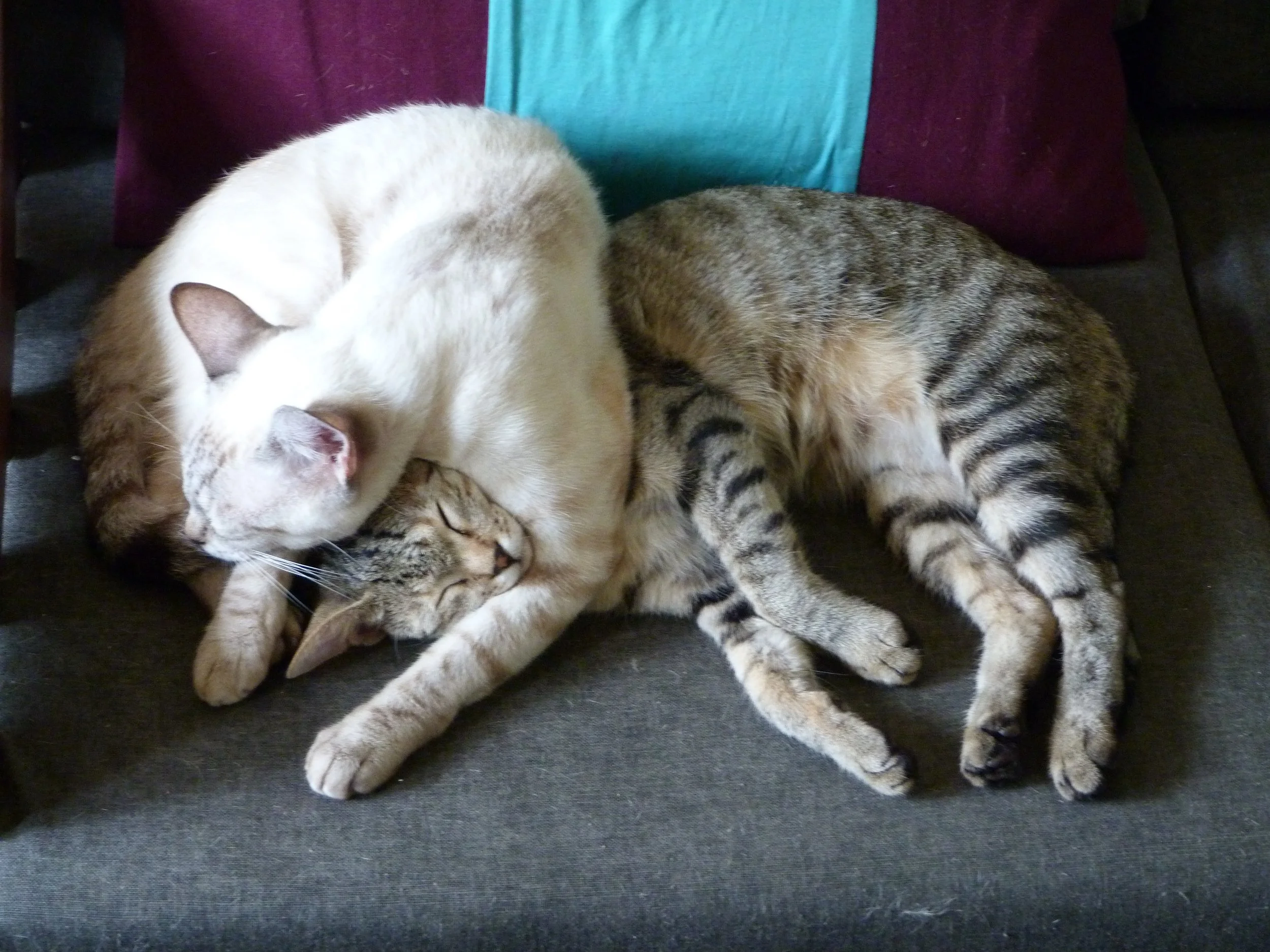 Two cats cuddling on a gray couch, one white with cream Siamese markings and the other golden brown wild cat with black stripes, curled up together sleeping.
