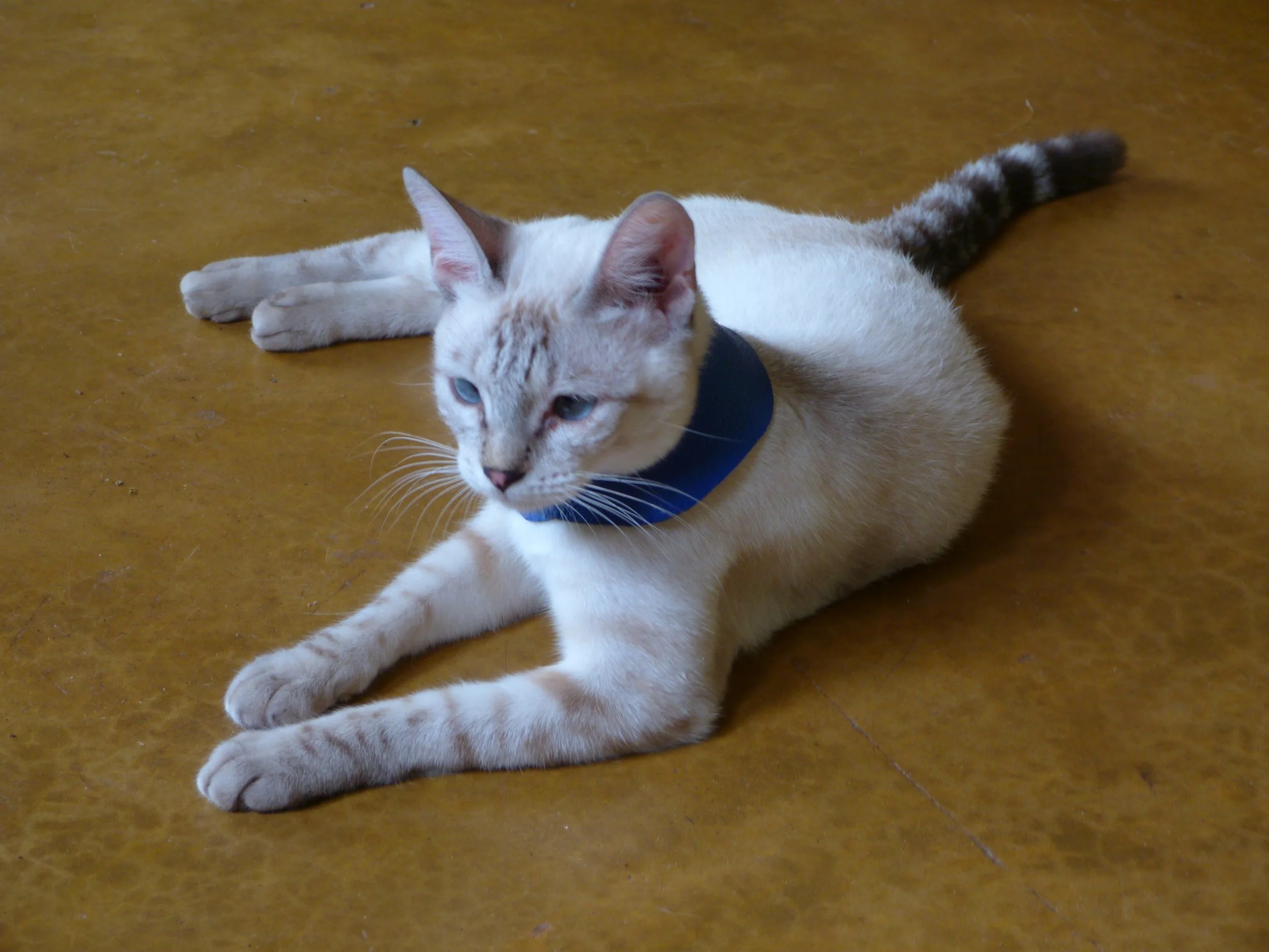 A cream Siamese-colored cat lying stretched out on a floor in Zambia, with its head resting on the ground and eyes partially closed.
