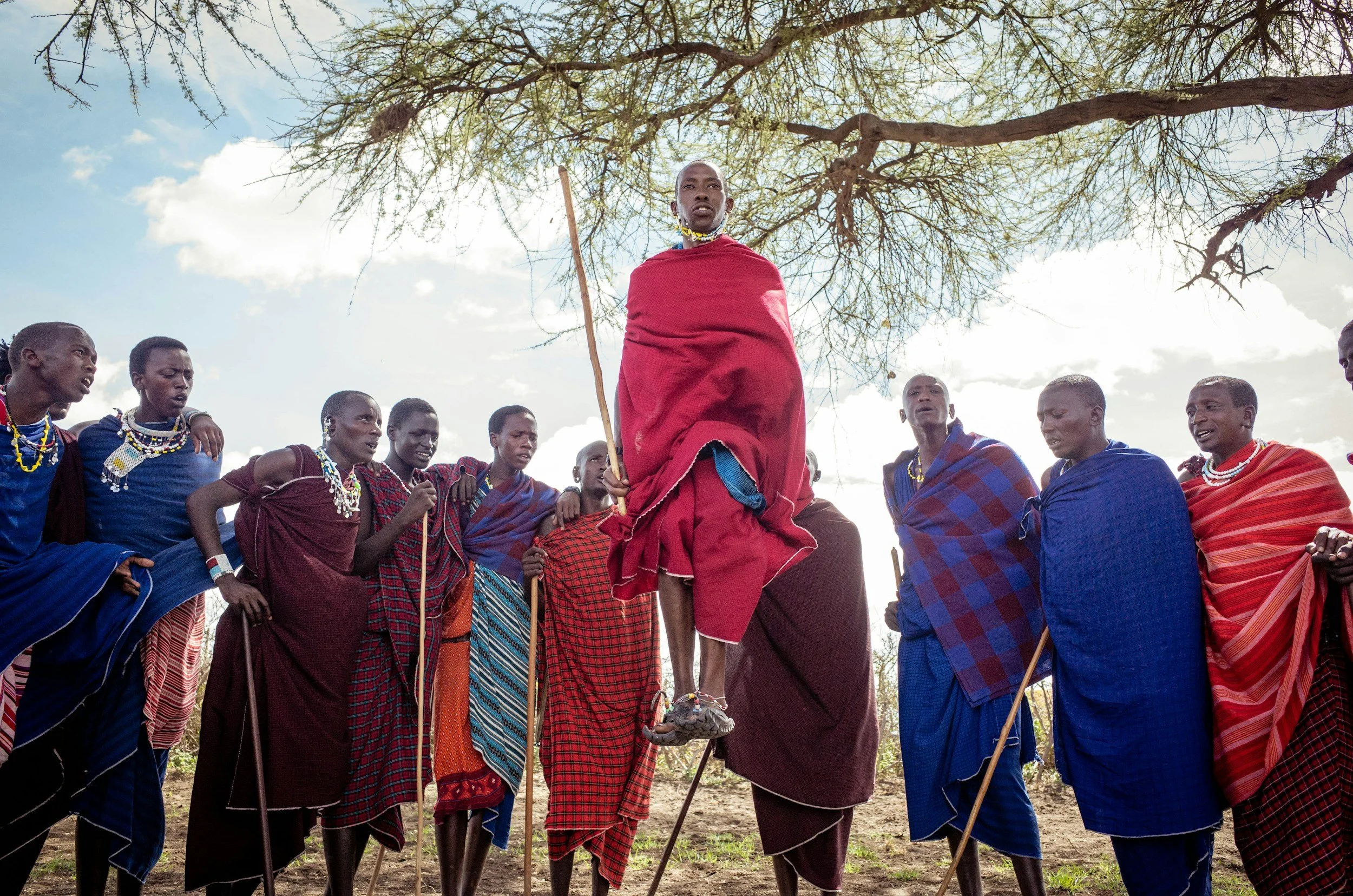A group of Maasai men dressed in traditional shuka cloths, with one man elevated in the center wearing red, holding a staff, and others around him with cattail sticks, under a large tree on a grassy plain.