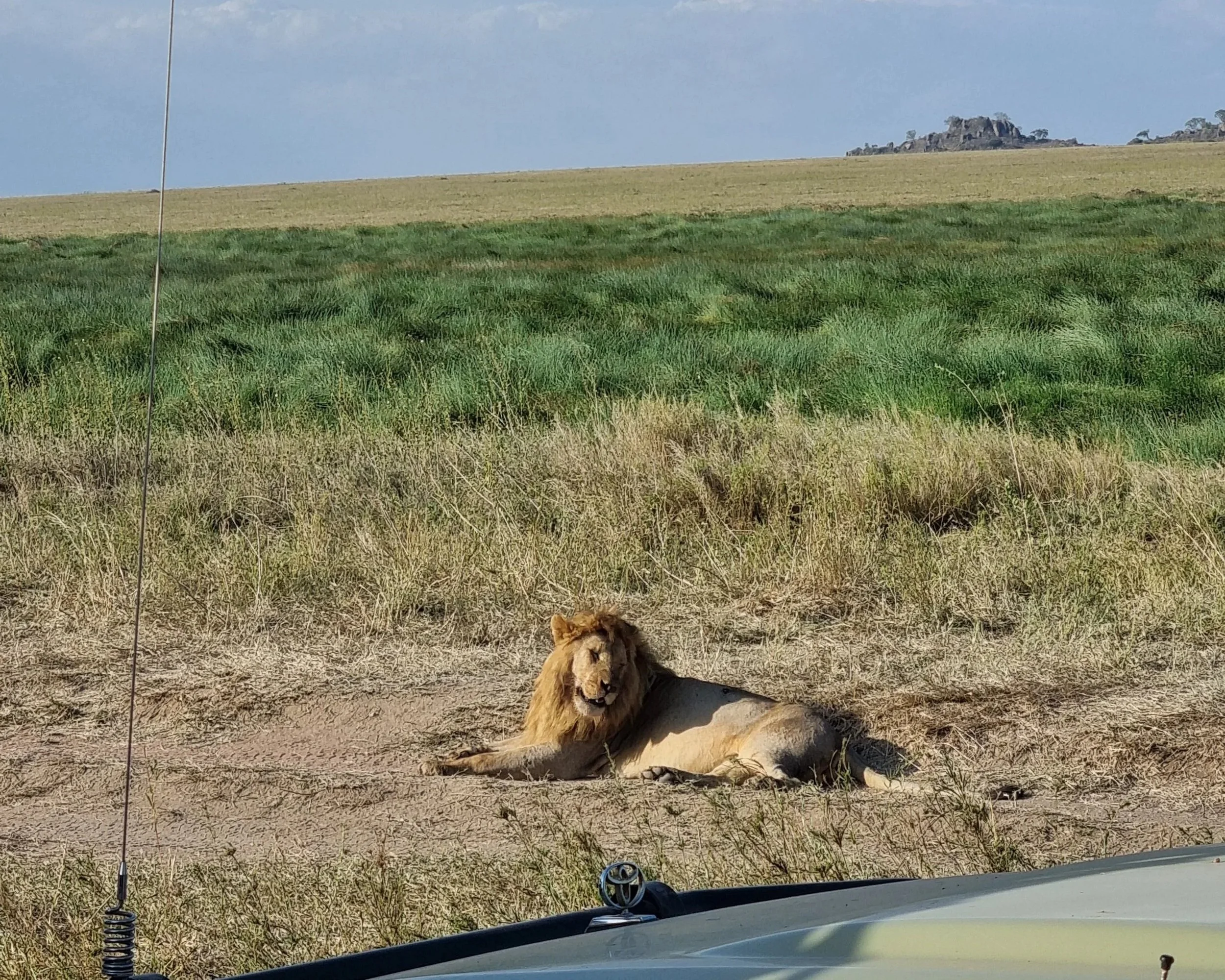 A lion resting on the ground in a grassy plains with a large rock formation in the distance in Tanzania Serengetti.