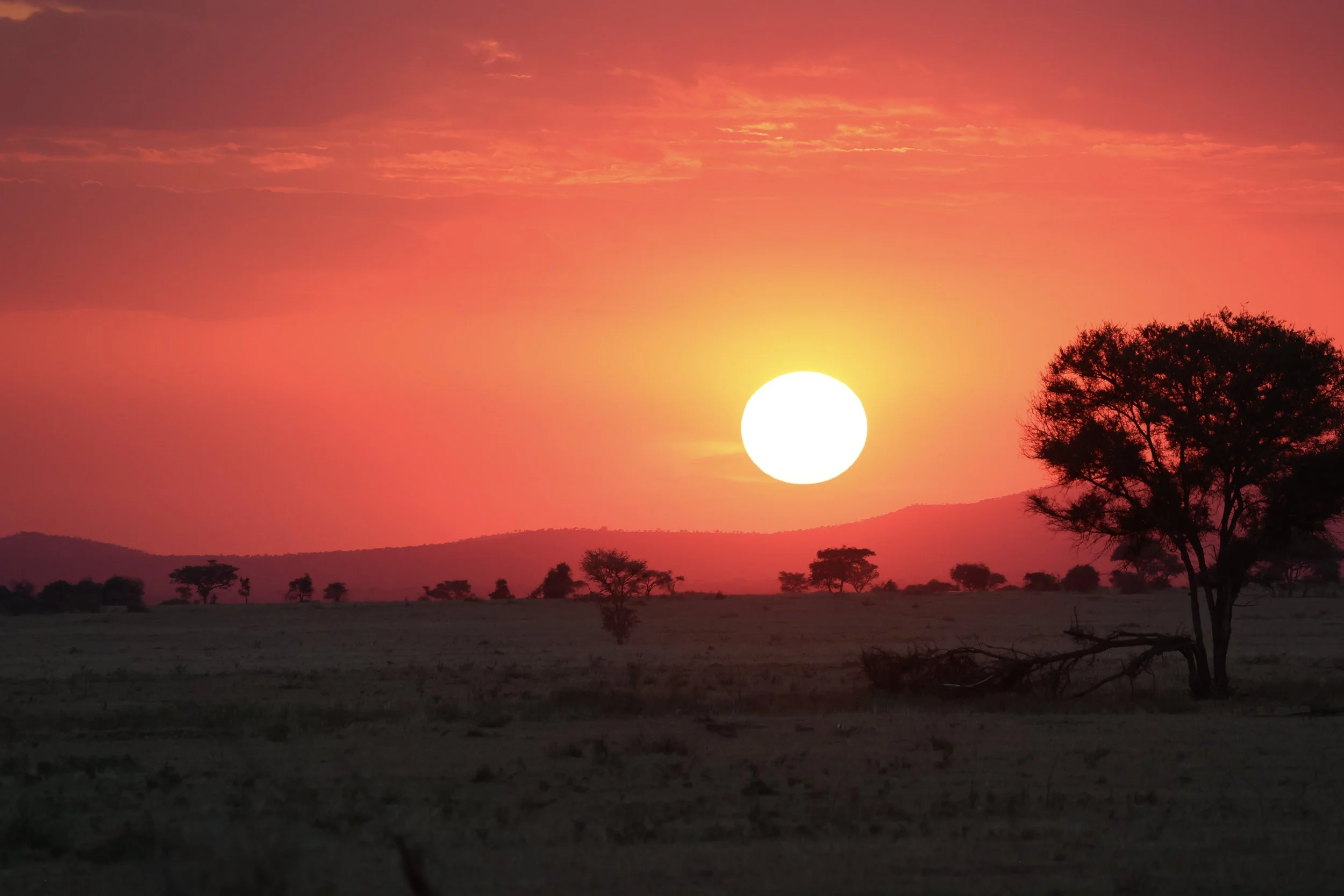 A vibrant sunset over a savannah landscape in Tanzania Africa with scattered trees, a large sun near the horizon, and a colorful sky with shades of orange, pink, and purple.