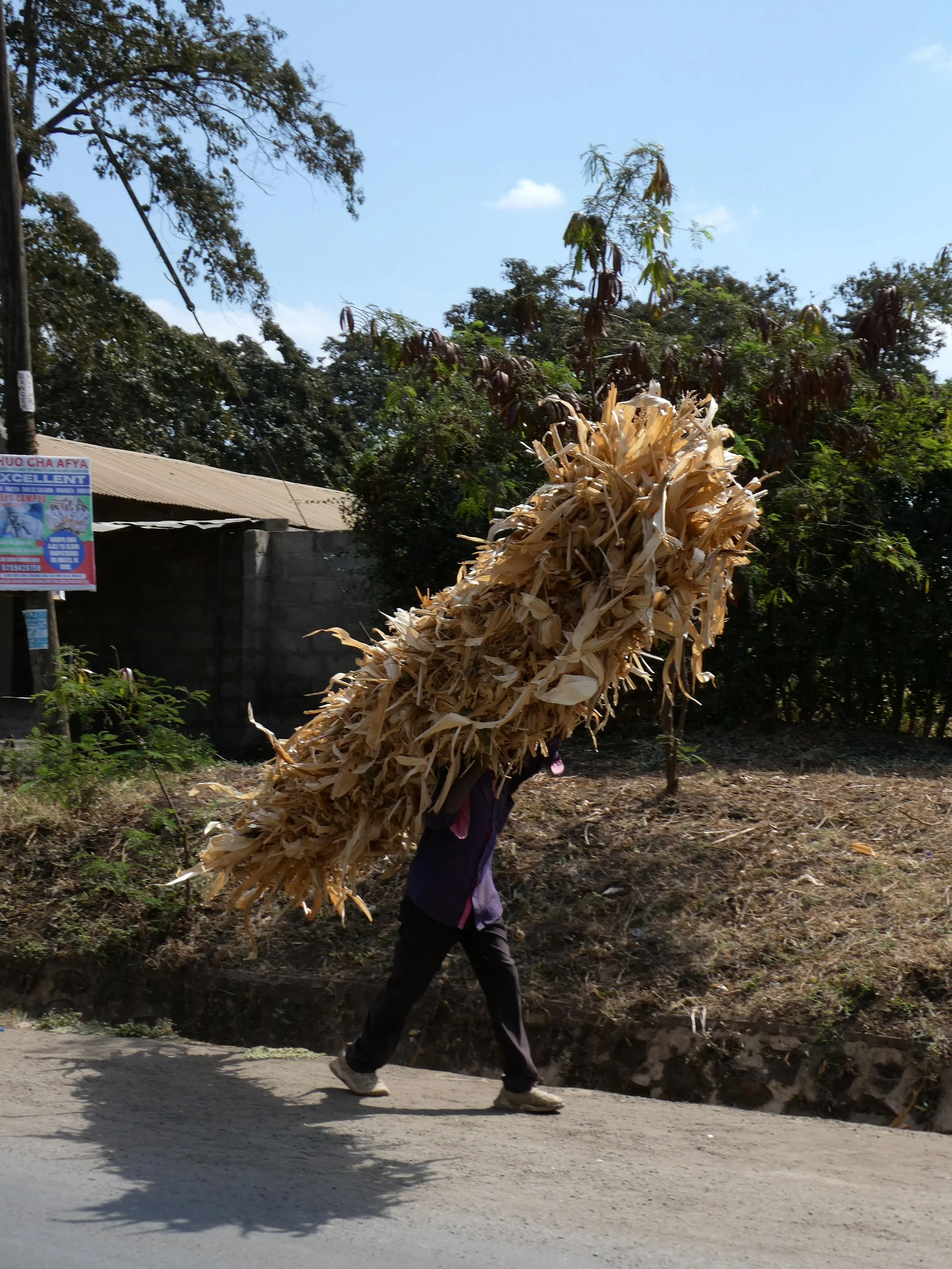 A person carrying a large bundle of dried corn husks on their shoulder while walking on a rural road.