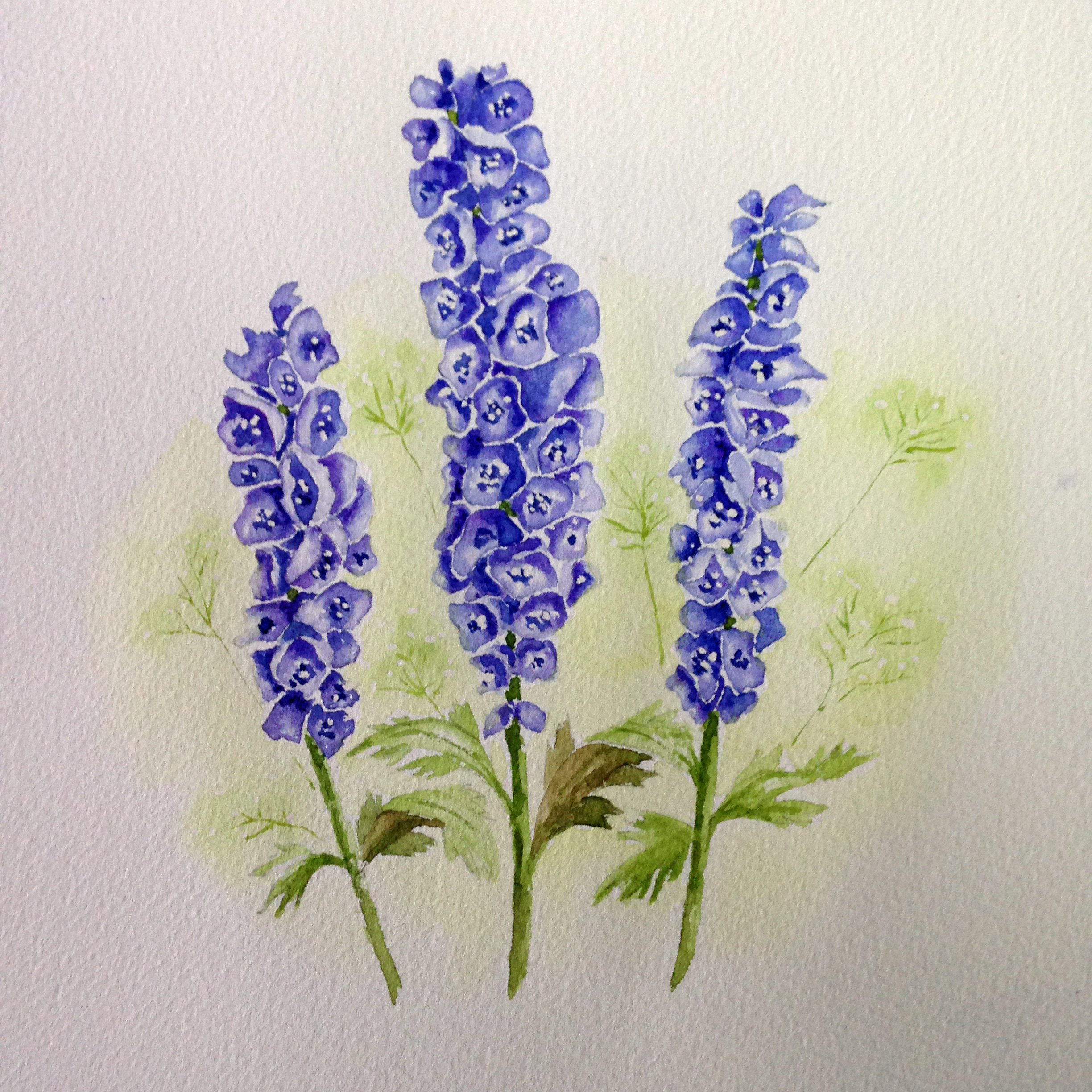 Delphiniums