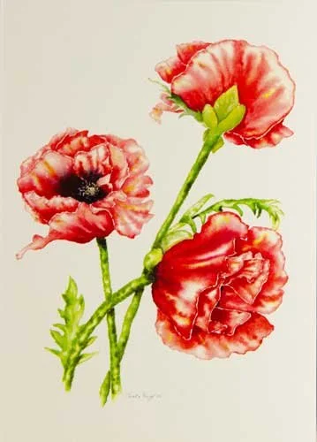 Poppies 3