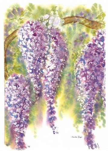 Wisteria