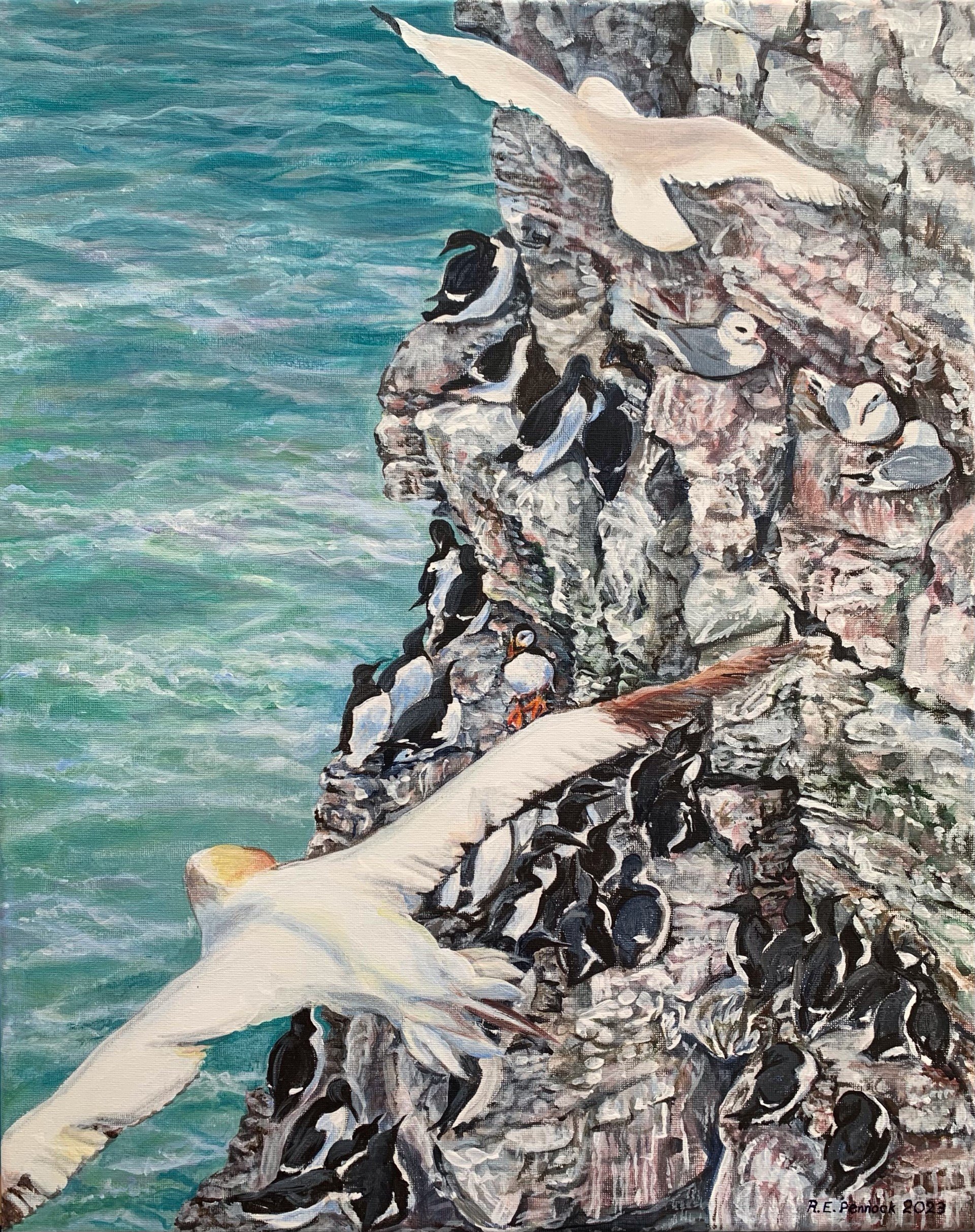 Spot the puffin, at Bempton Cliffs, Bridlington