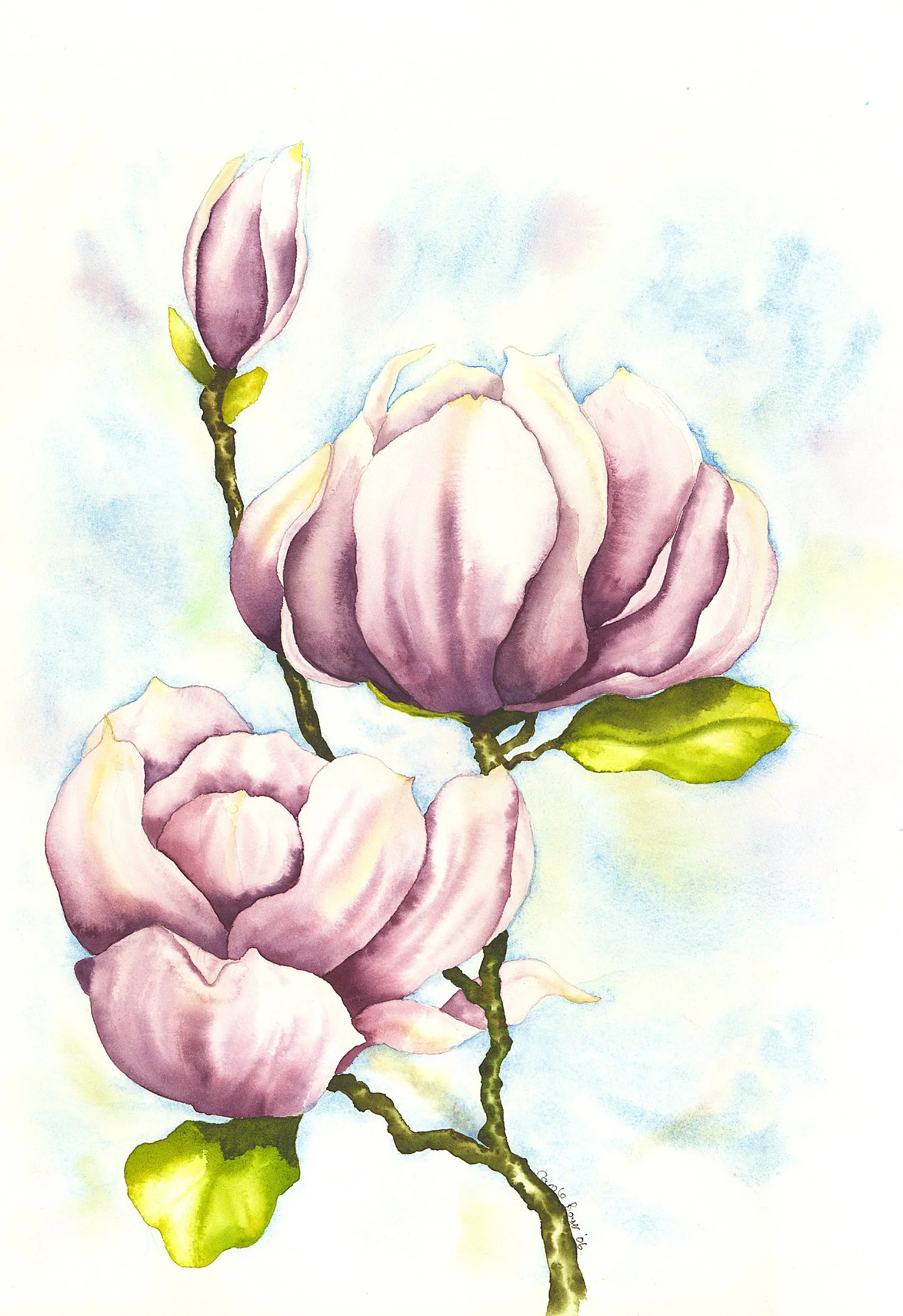 Magnolia