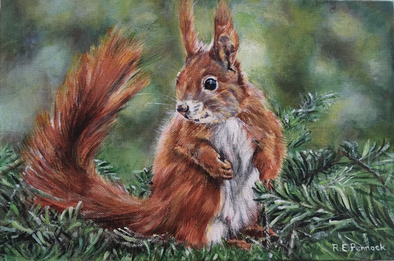 Red squirrel