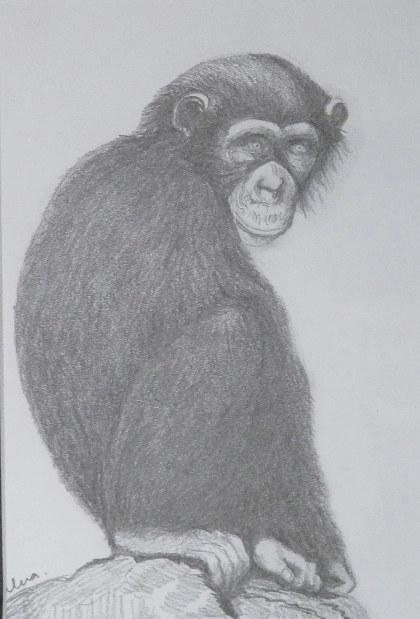 Young Chimp