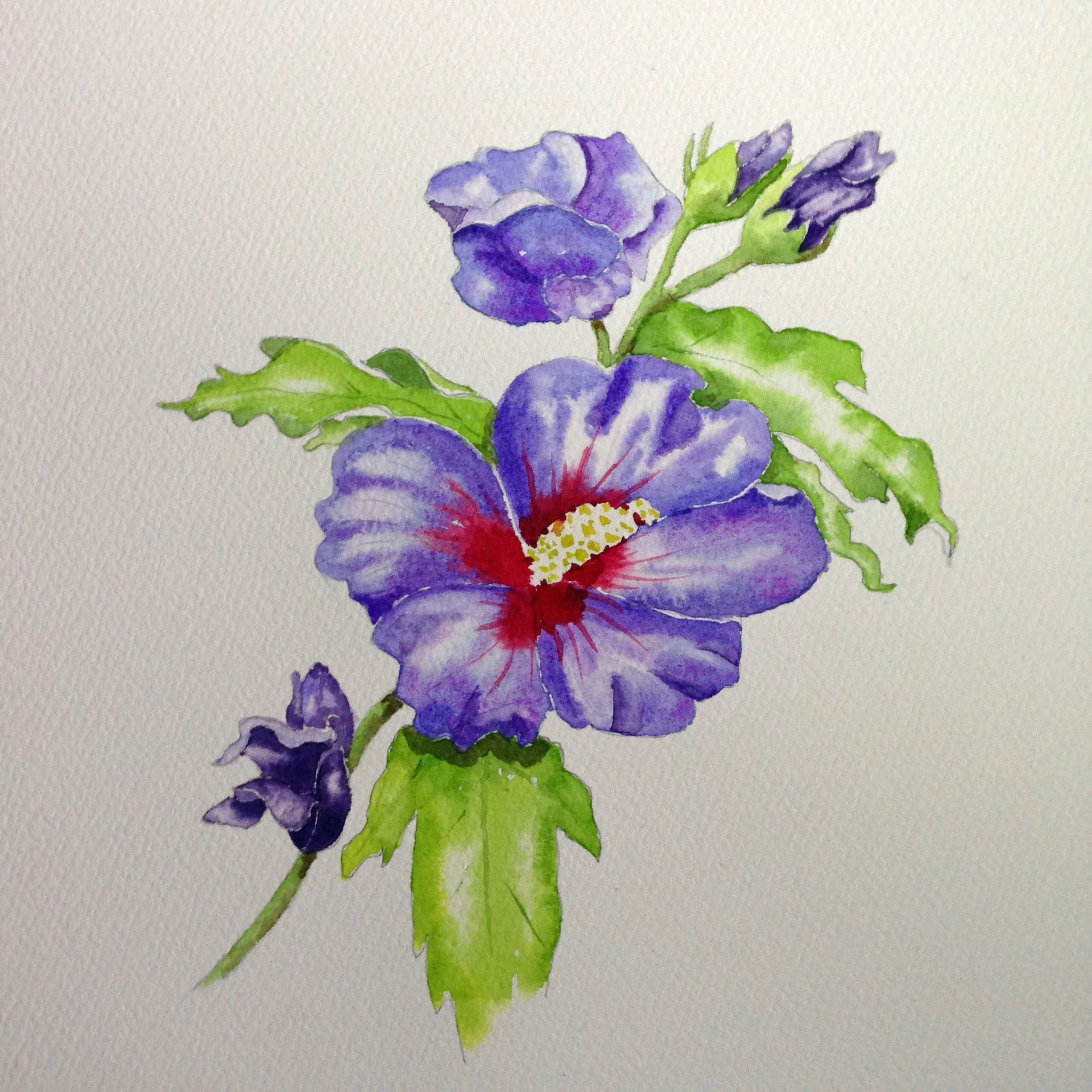 Hibiscus