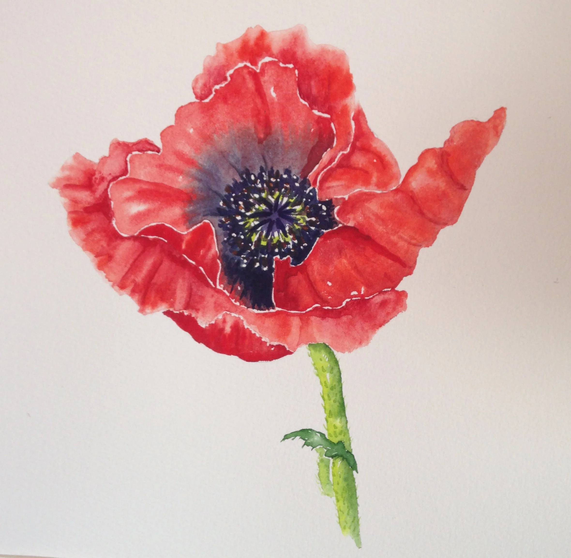 Poppy