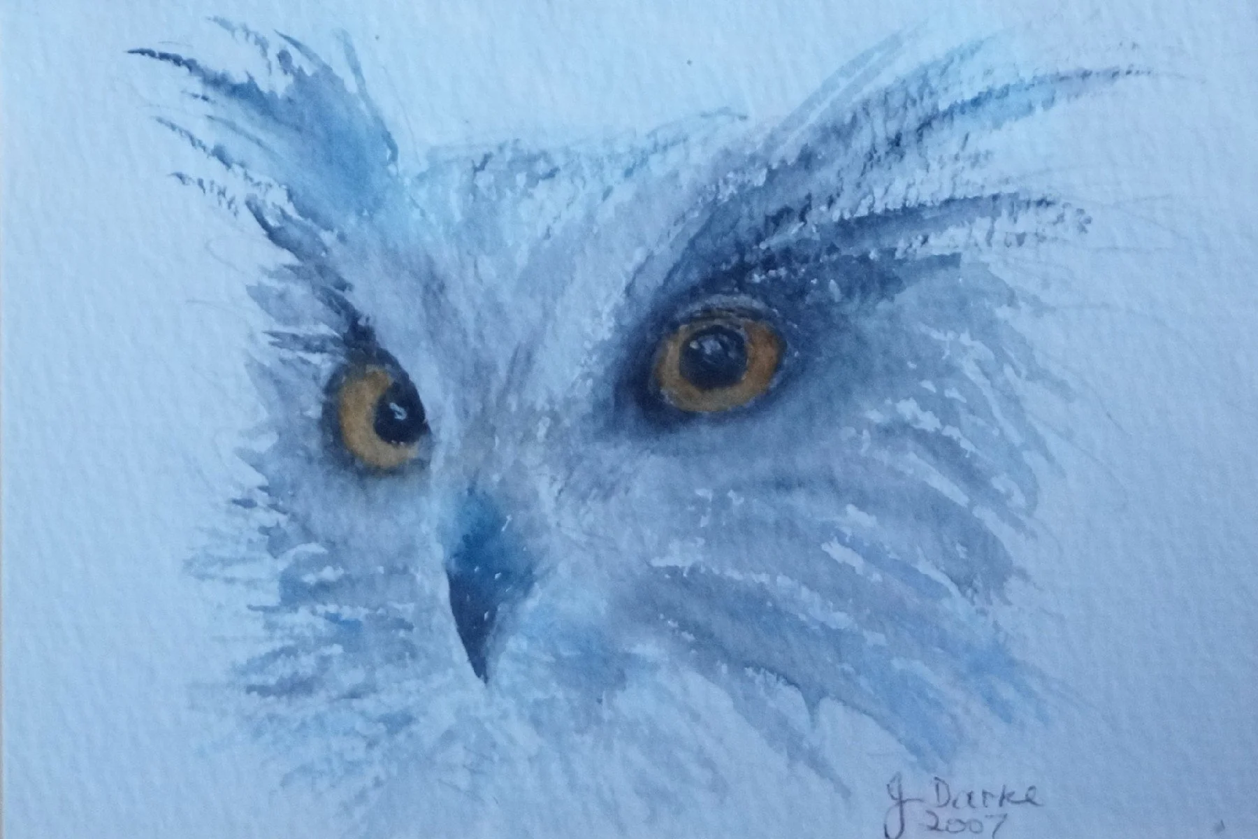 Owl 1