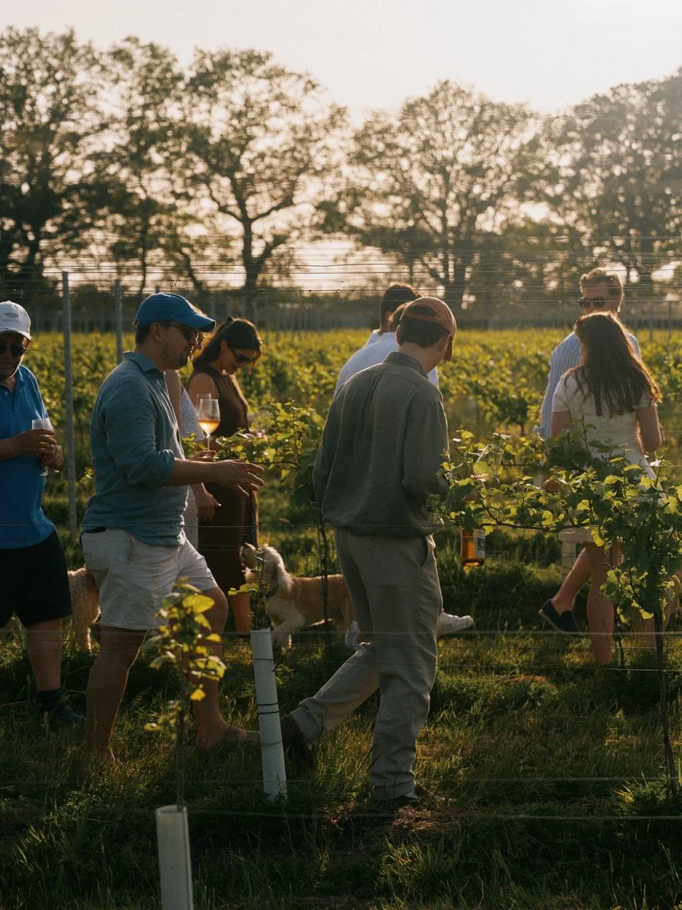 Group of people enjoying wine tasting in a vineyard at sunset, with some holding glasses of wine and a dog among the grapevines.