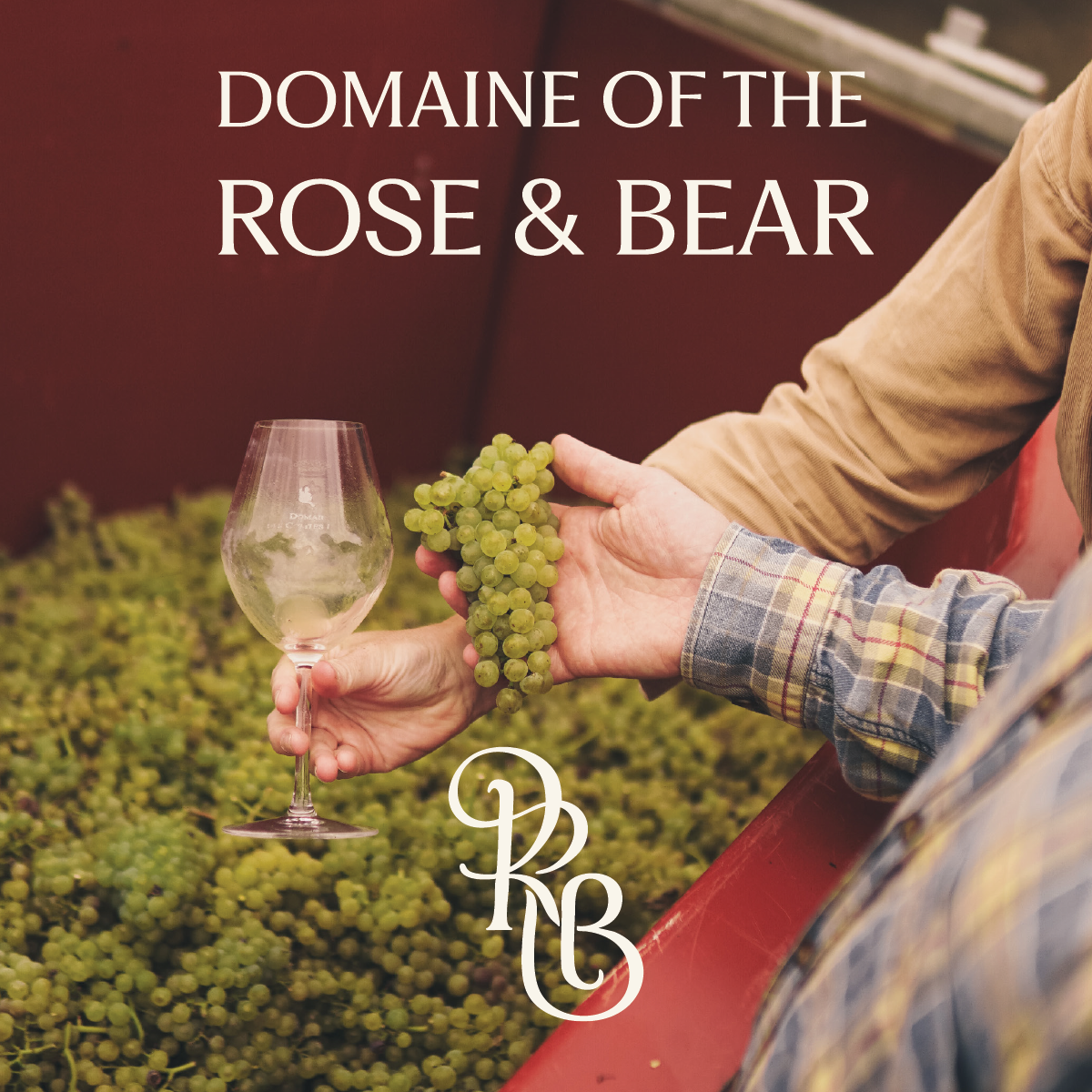 Close-up of a person holding a bunch of green grapes in one hand and an empty wine glass in the other, at a vineyard. The background shows more grapes and a red container. Text on the image reads 'Domaine of the Rose & Bear' with a decorative logo at the bottom.