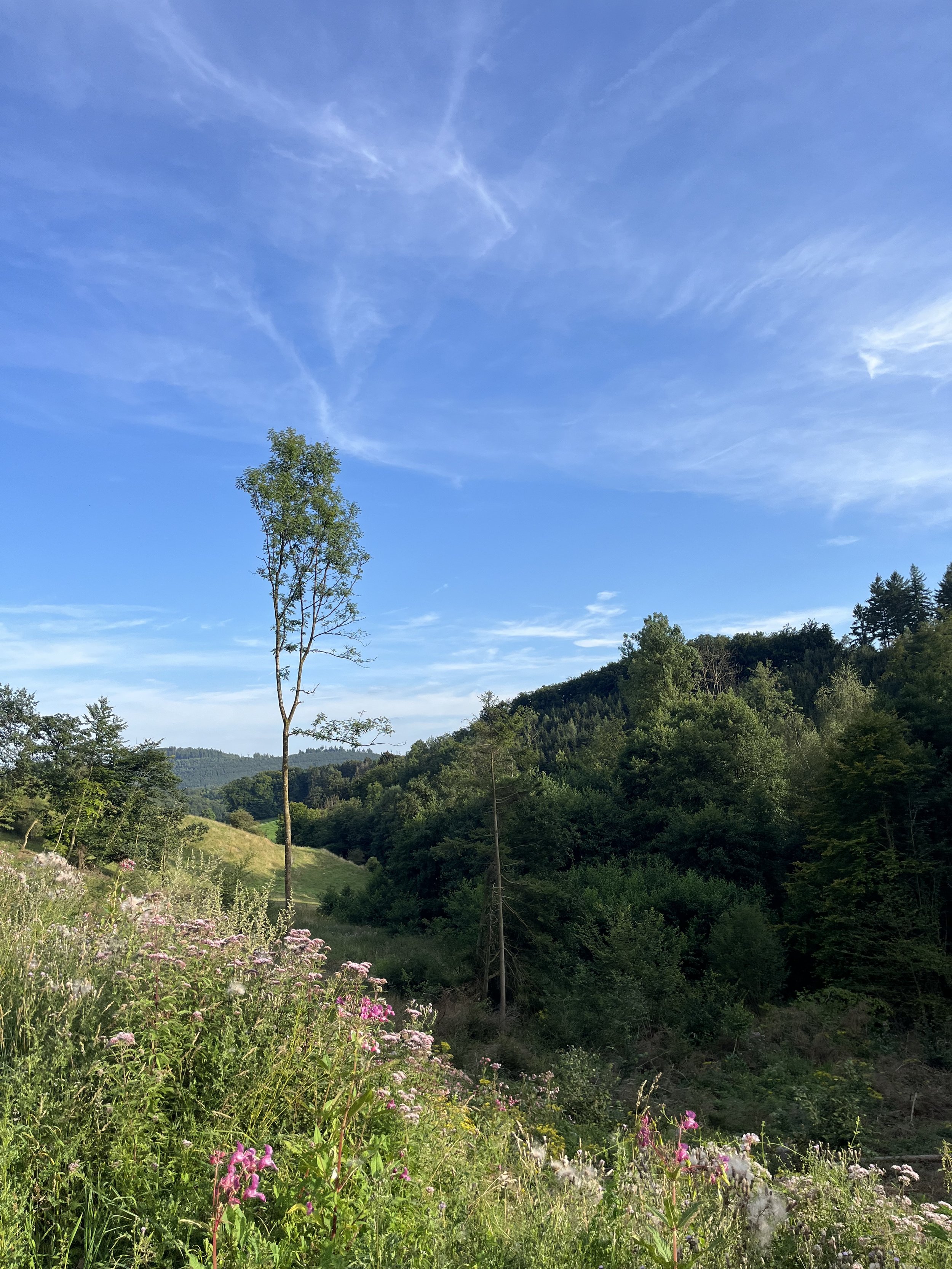 IMG_4233.jpeg