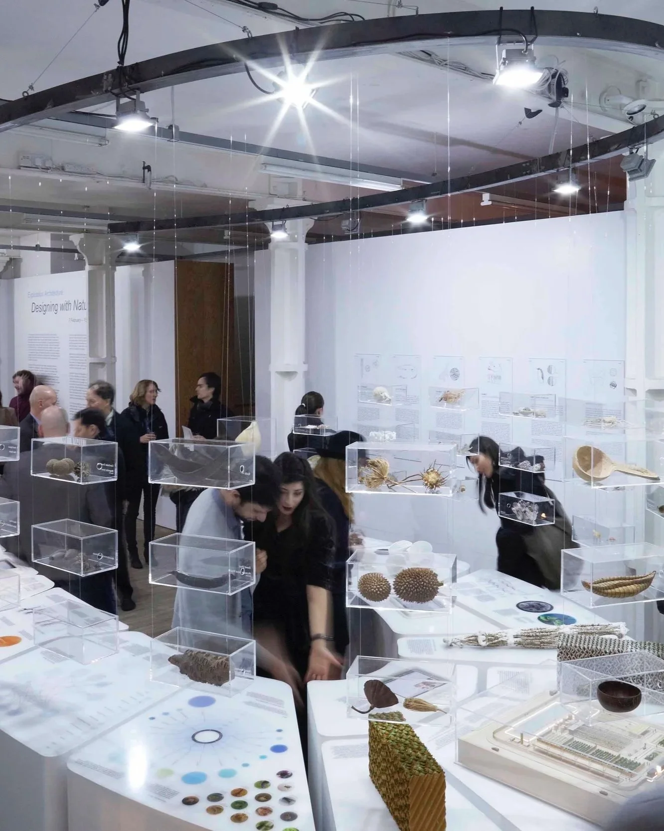 People observing and discussing botanical specimens and natural objects displayed in glass cases at a museum exhibit.