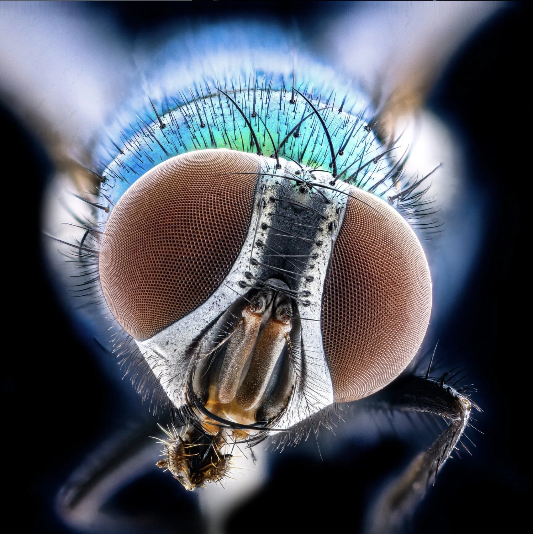 Close-up of a fly's head showing large compound eyes, antennae, and mouthparts, with detailed hairs and textures.