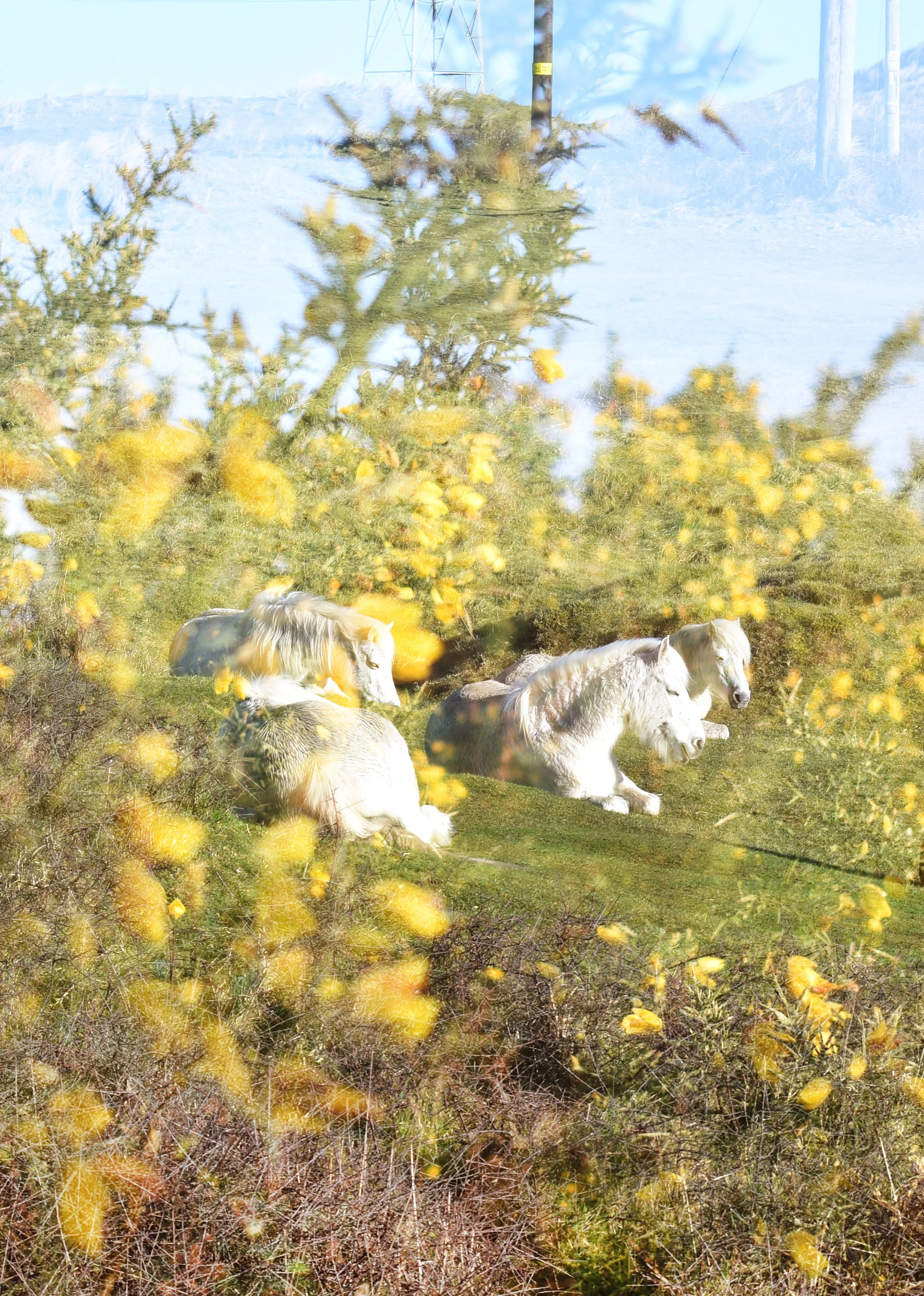 'Gwithian Conservation Ponies'