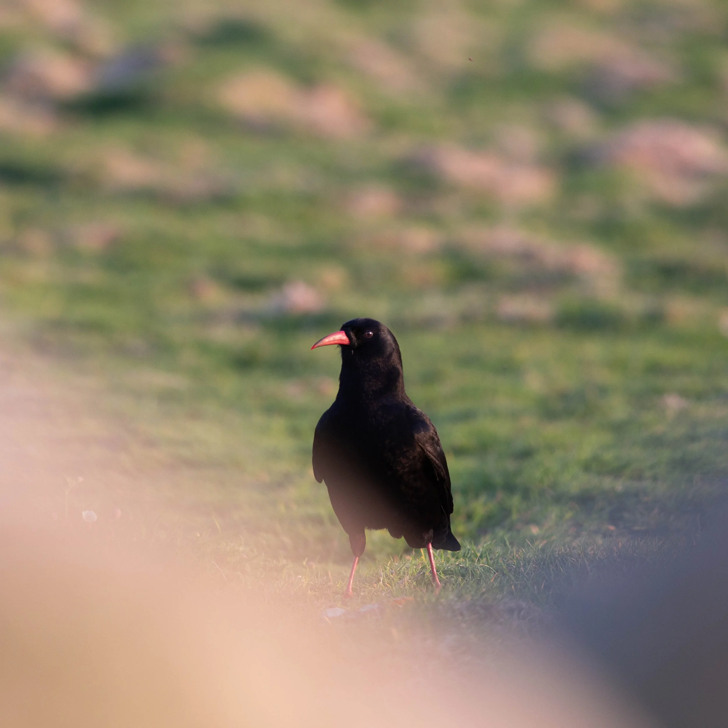 edited chough.jpg