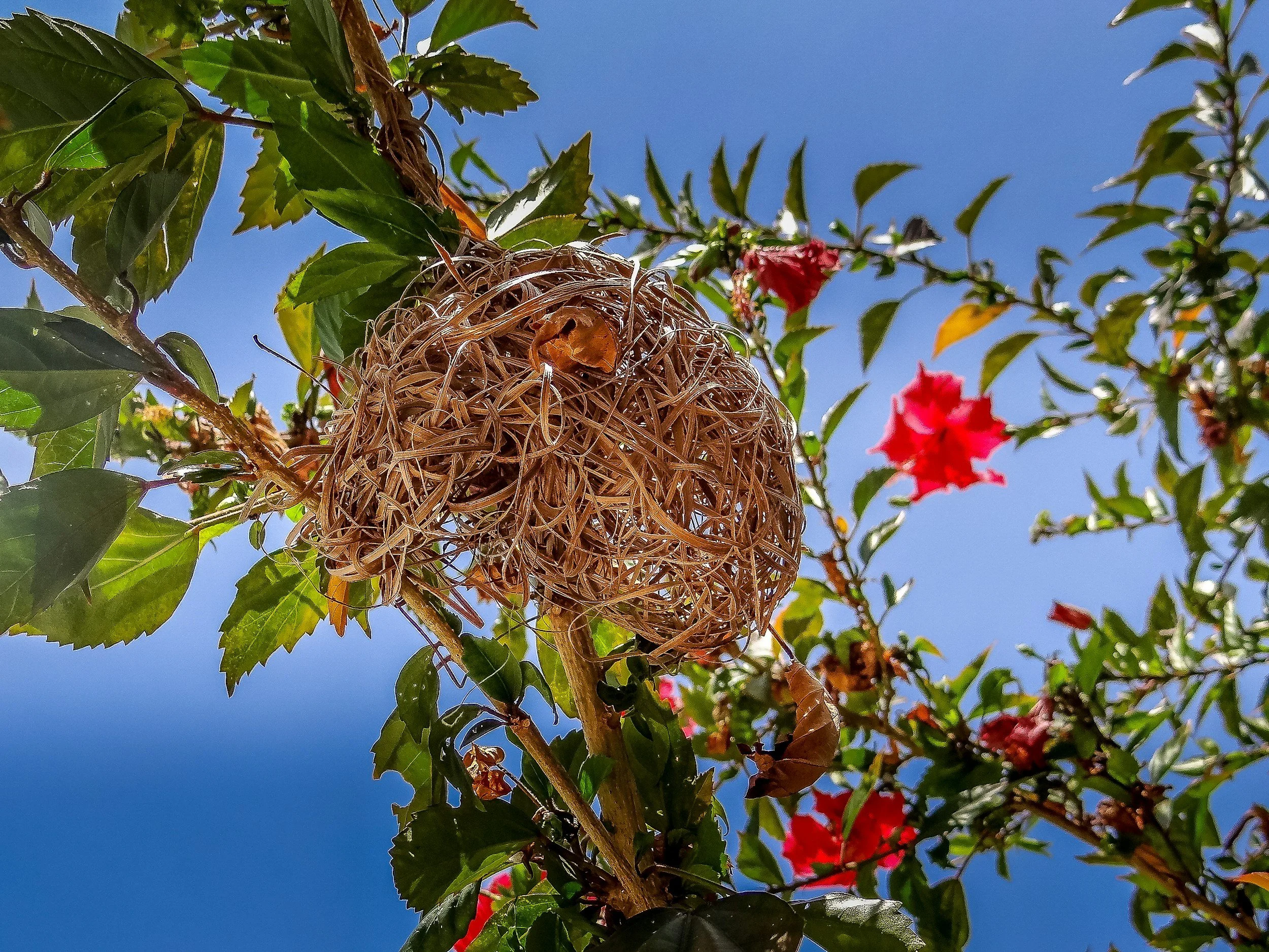 Bird’s nest in a tree among red hibiscus flowers and green leaves against a blue sky