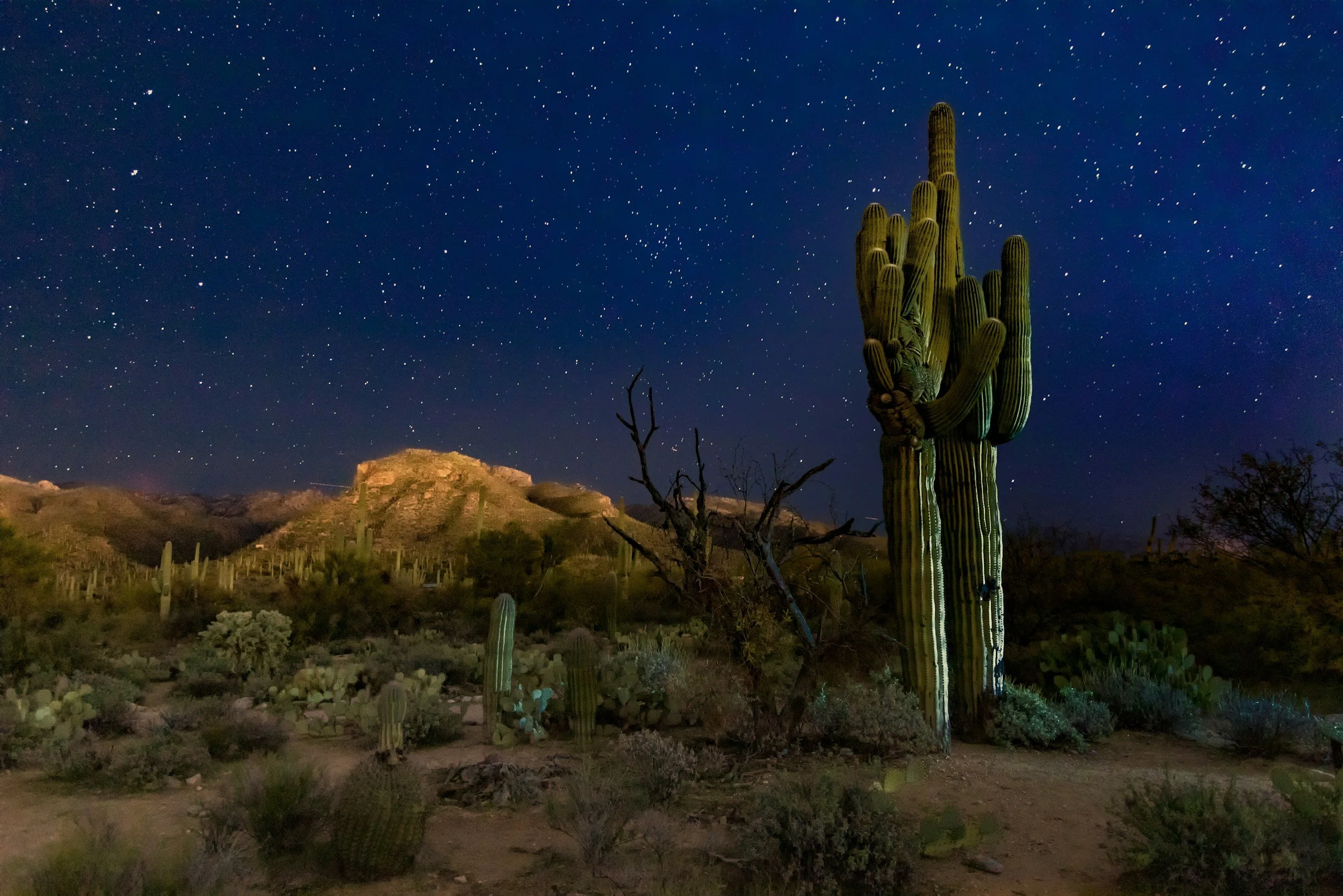 Tall saguaro cactus under a starry night sky in the Sonoran Desert, with a warmly lit ridge behind it.