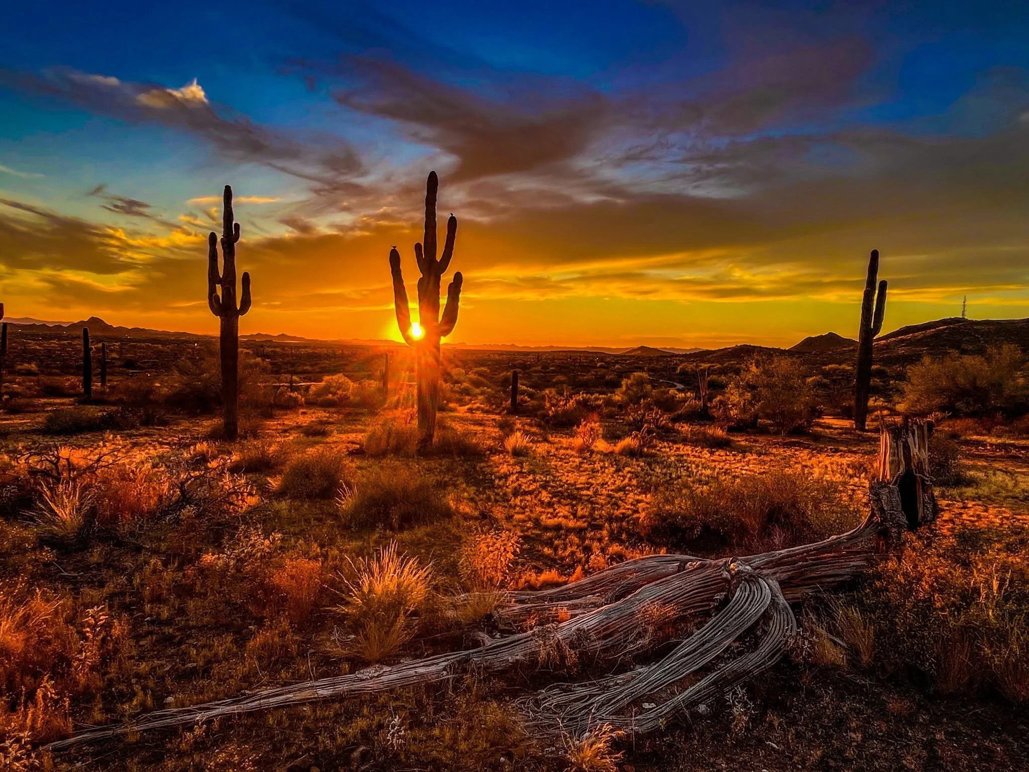 Saguaro cacti silhouetted against a vivid orange and gold Arizona desert sunset.