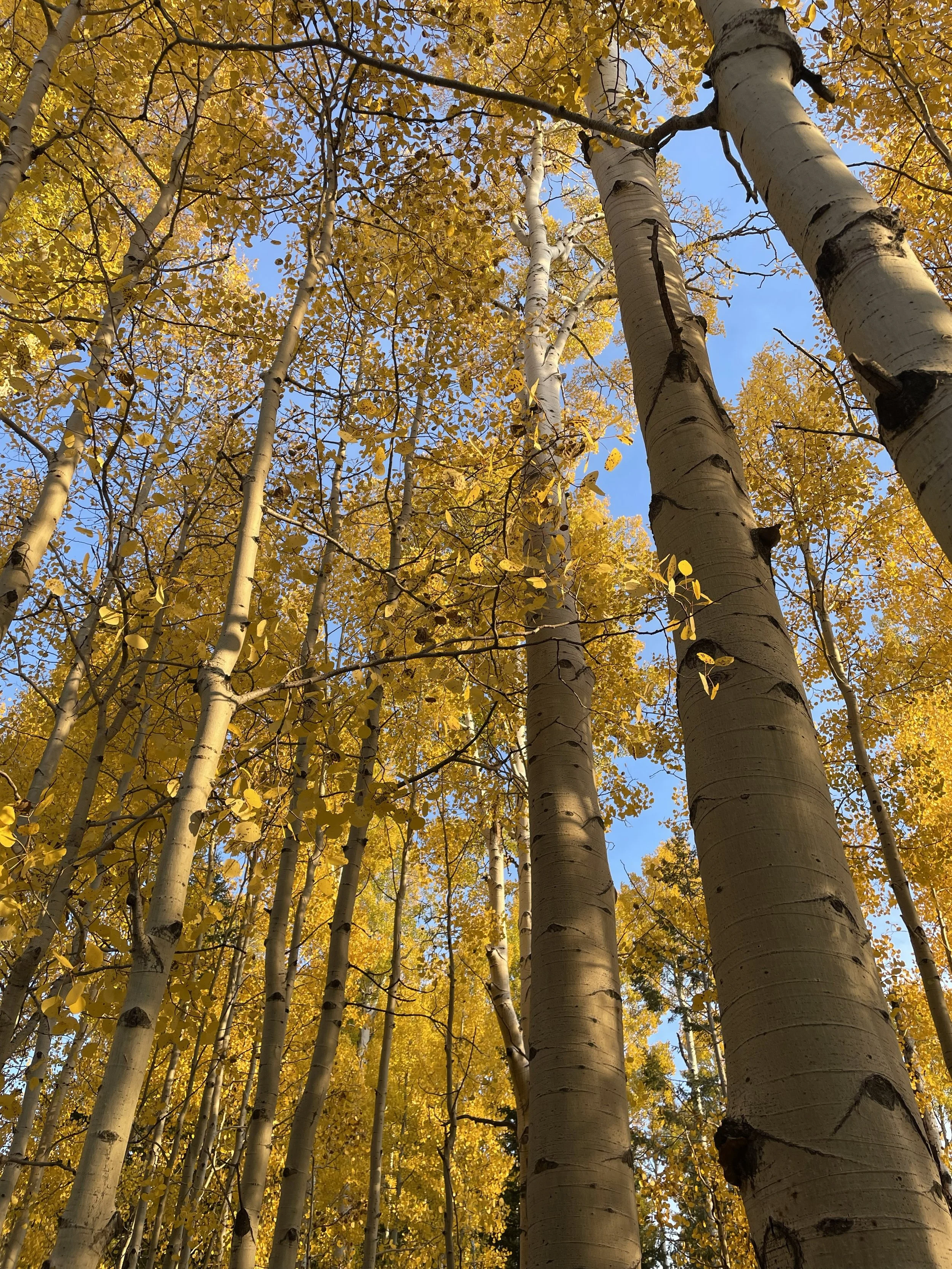 Golden aspen trees near Flagstaff, Arizona in peak fall color against a blue sky — reflecting the beauty and abundance of the Fall career season.