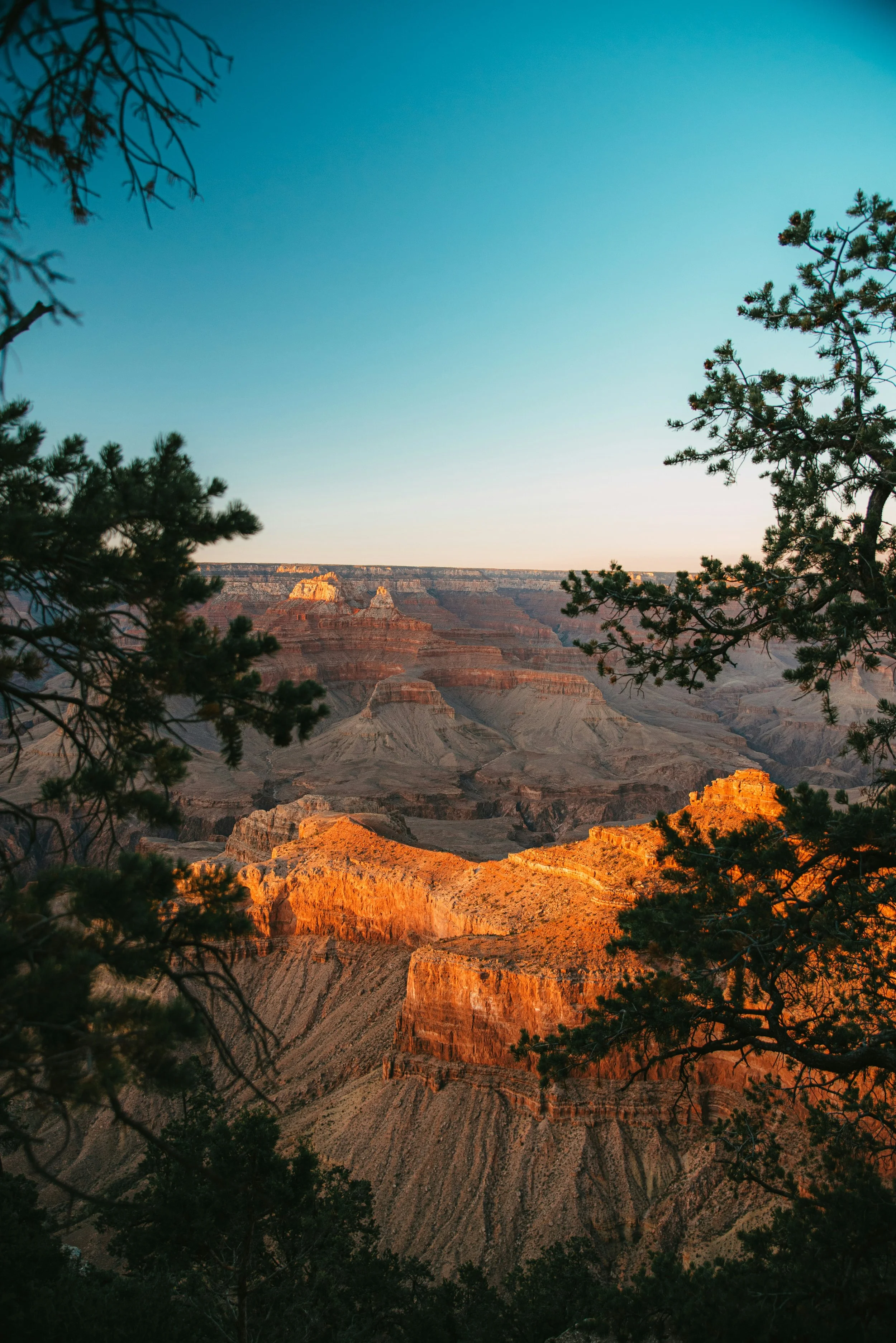 Sunset view of the Grand Canyon with glowing orange and red rock formations, framed by pine tree branches in the foreground.
