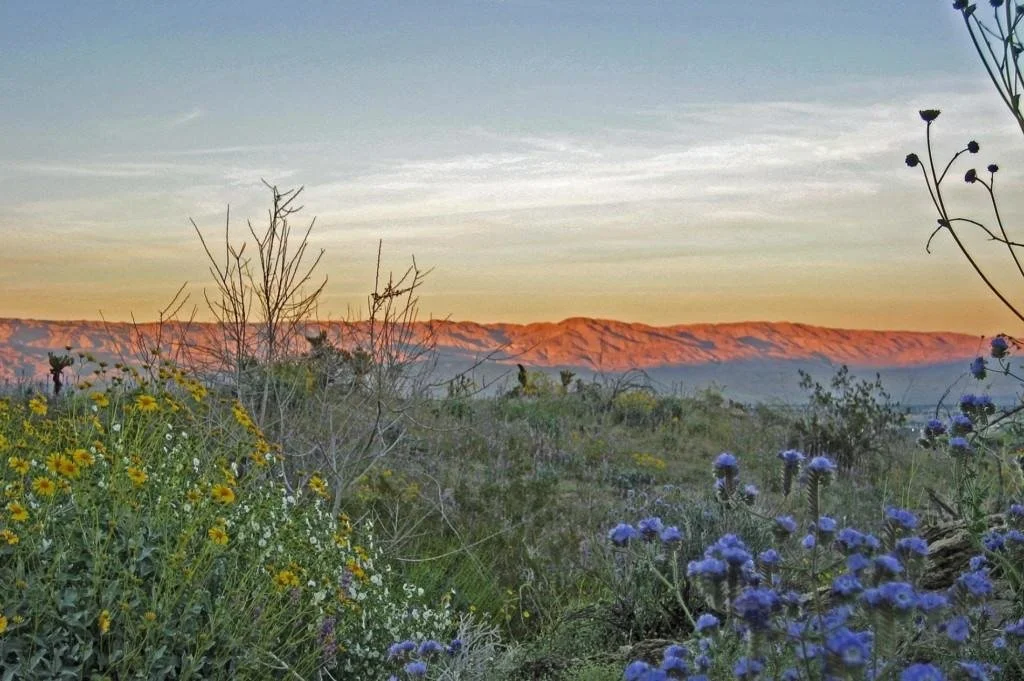 Sunrise over Arizona desert mountains with wildflowers in the foreground and soft morning light.