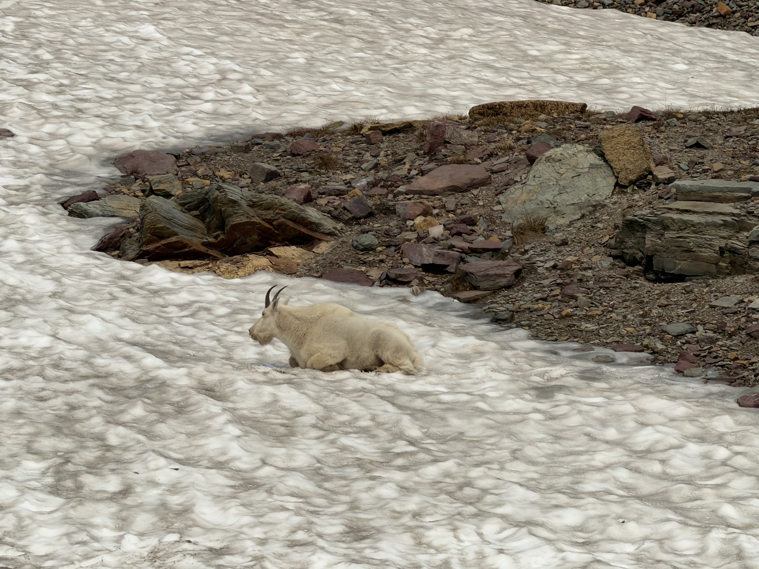 Mountain goat resting on a Glacier National Park snowfield near Hidden Lake trail in early summer entirely unbothered by its surroundings
