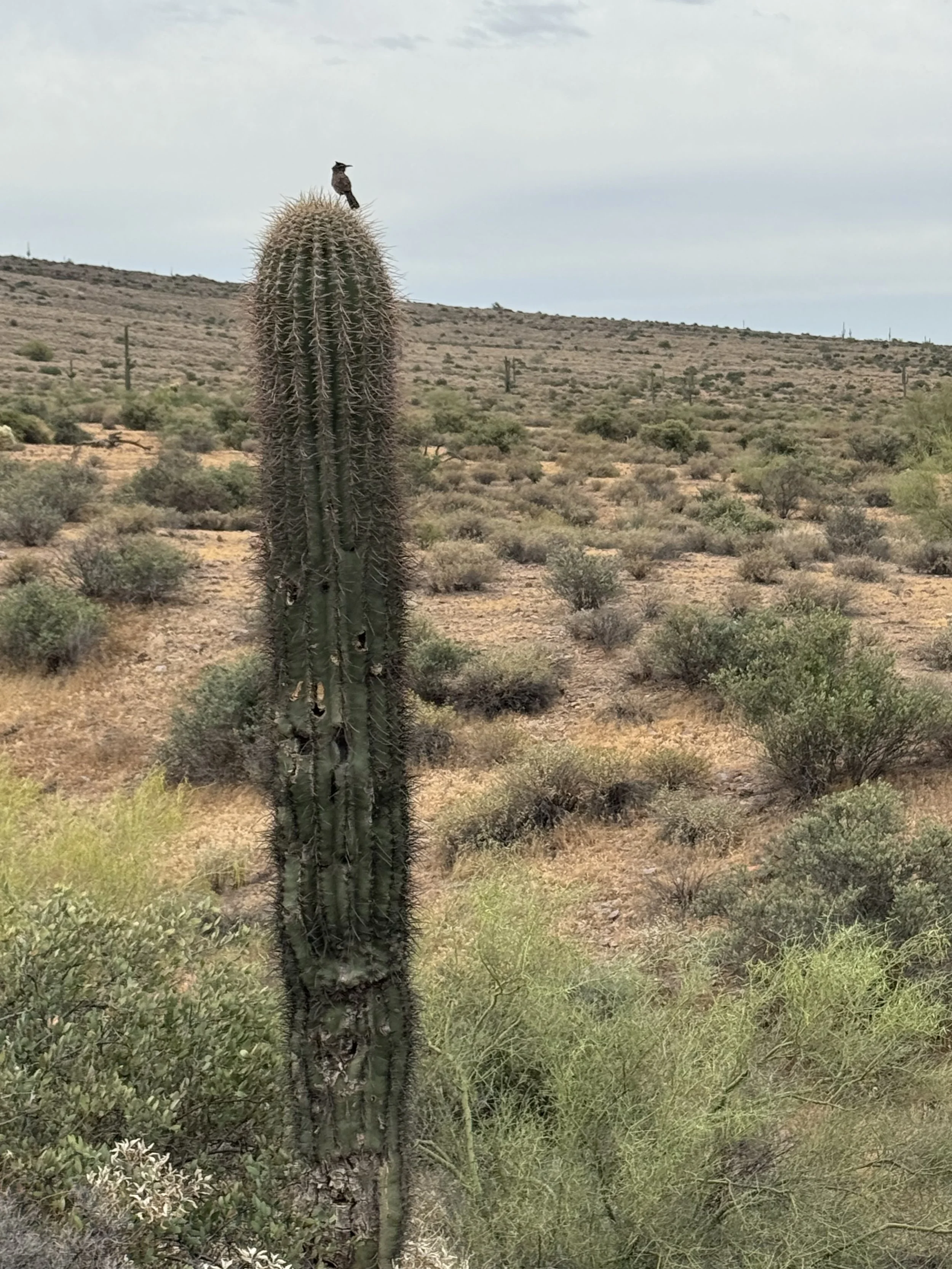 A tall saguaro cactus with a cactus wren perched at the top on an overcast Arizona desert morning — standing through every season unchanged.