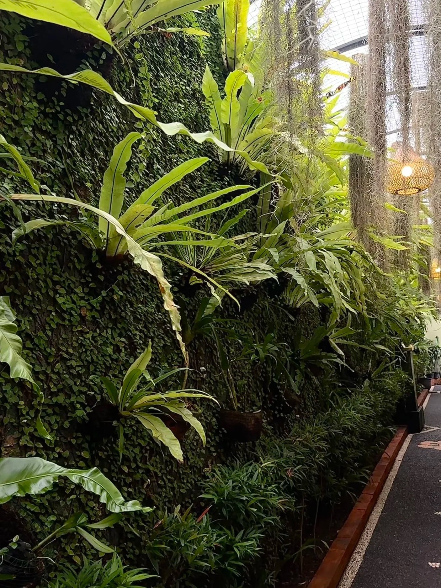 Indoor lush green plants on a vertical garden wall next to a pathway with brick edging.