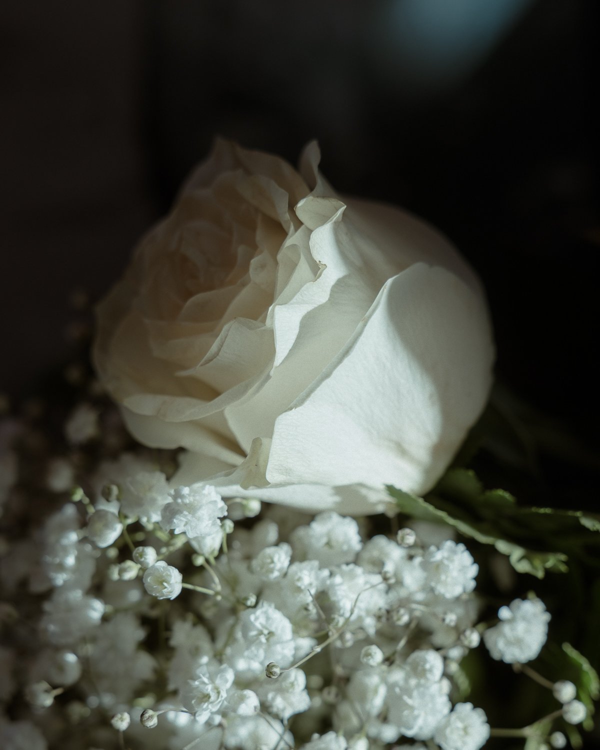 Close-up of a white rose with smaller white baby's breath flowers underneath, with dramatic lighting and dark background.